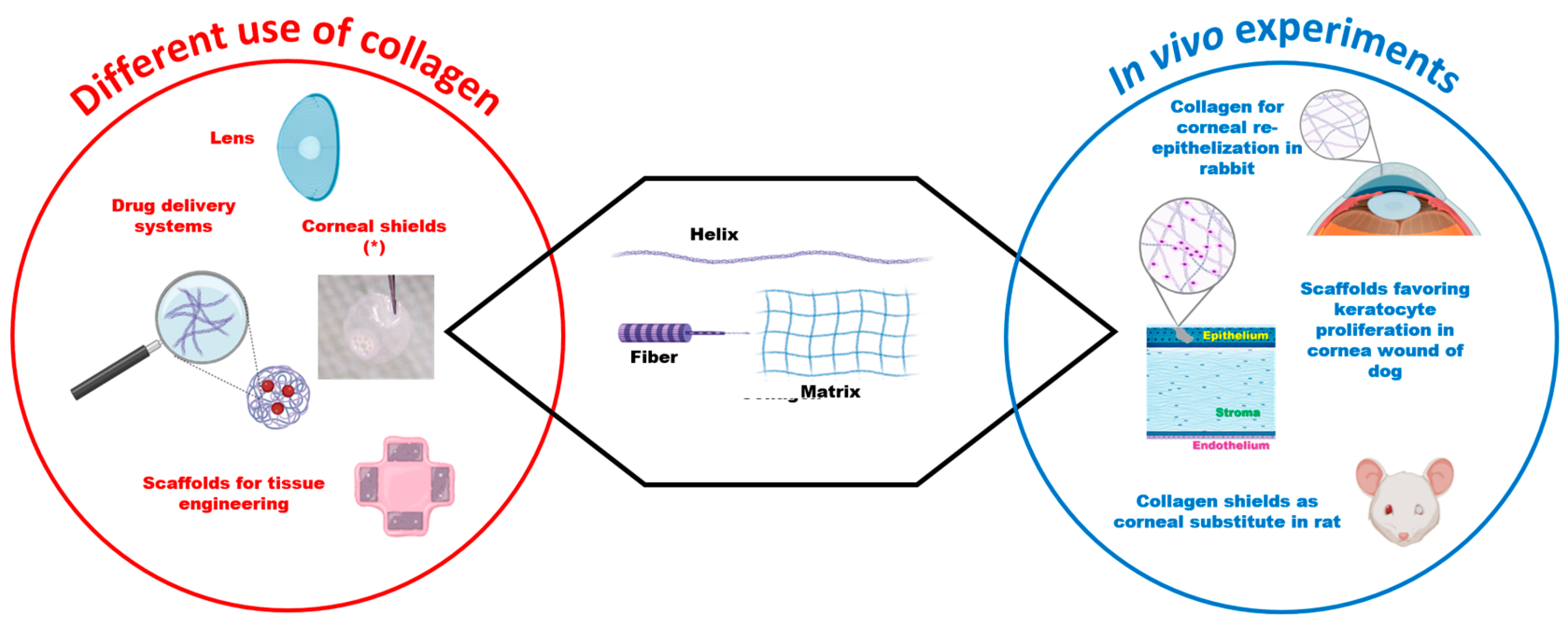 Vetsci 11 00368 g004