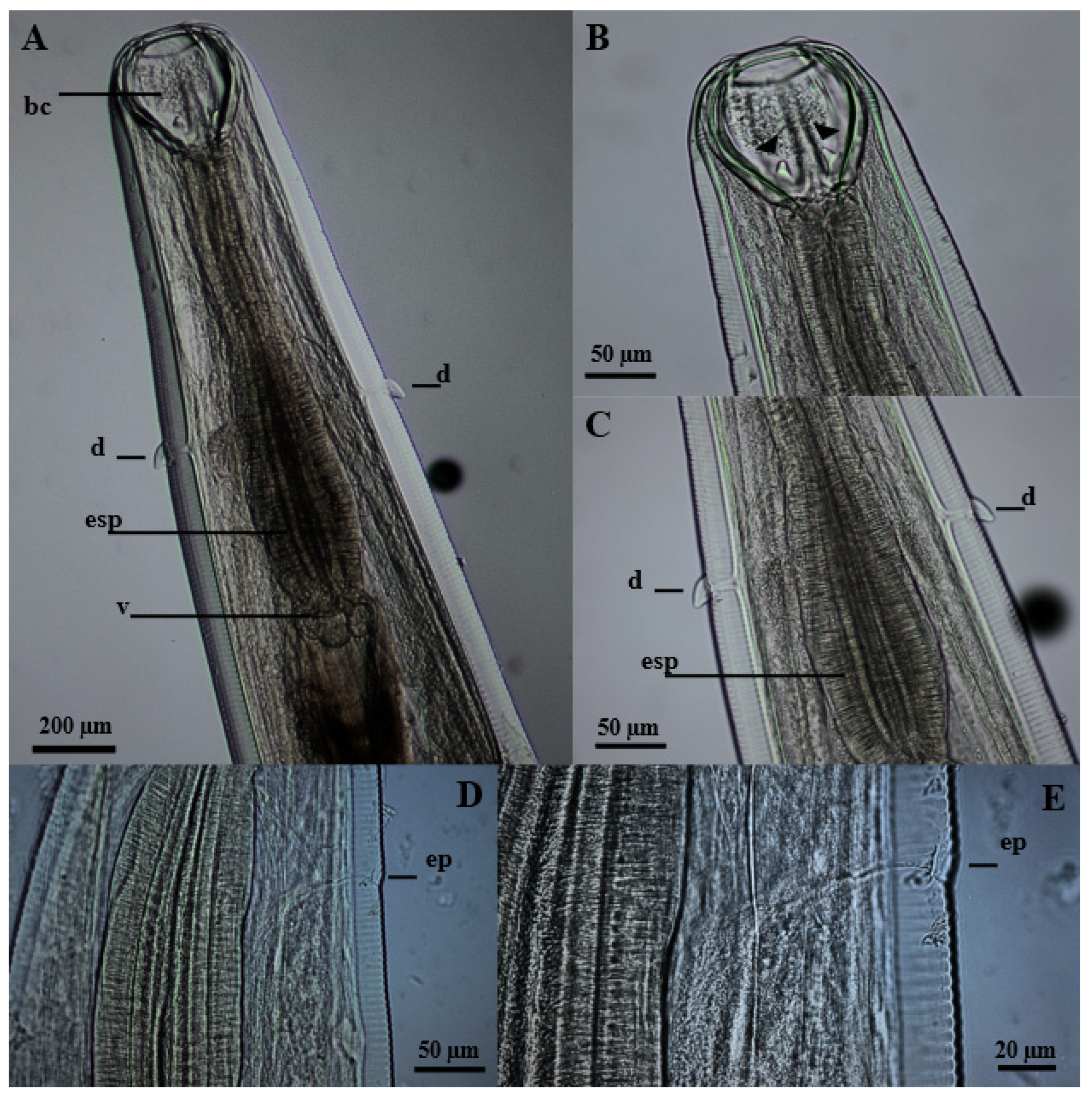 Vetsci 11 00370 g001