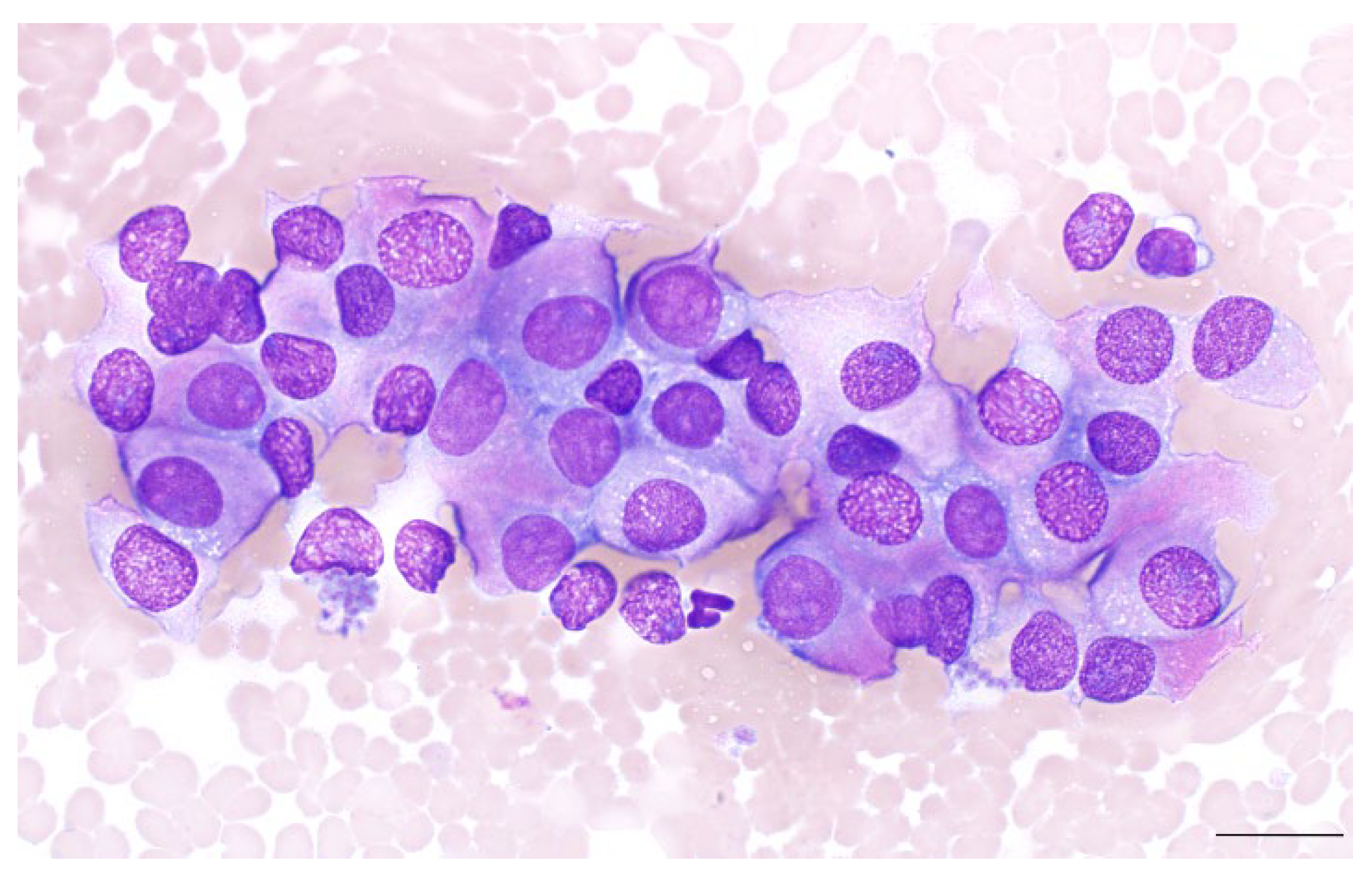 Vetsci 11 00371 g001