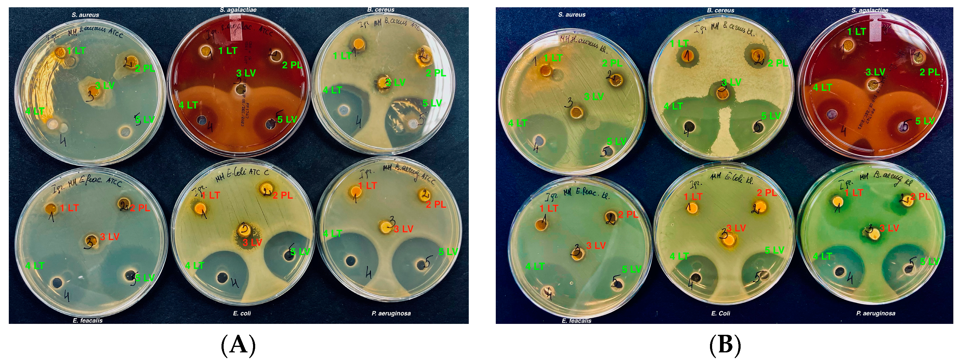 Vetsci 11 00375 g004