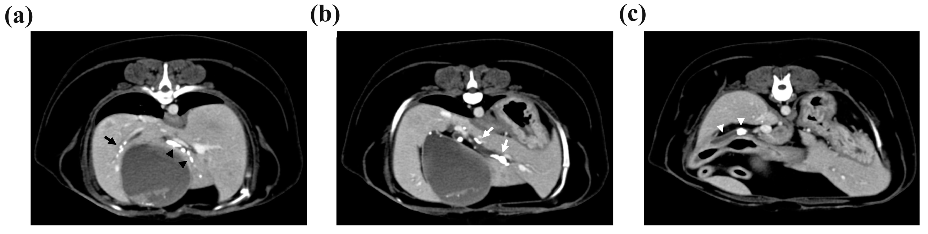 Vetsci 11 00378 g002