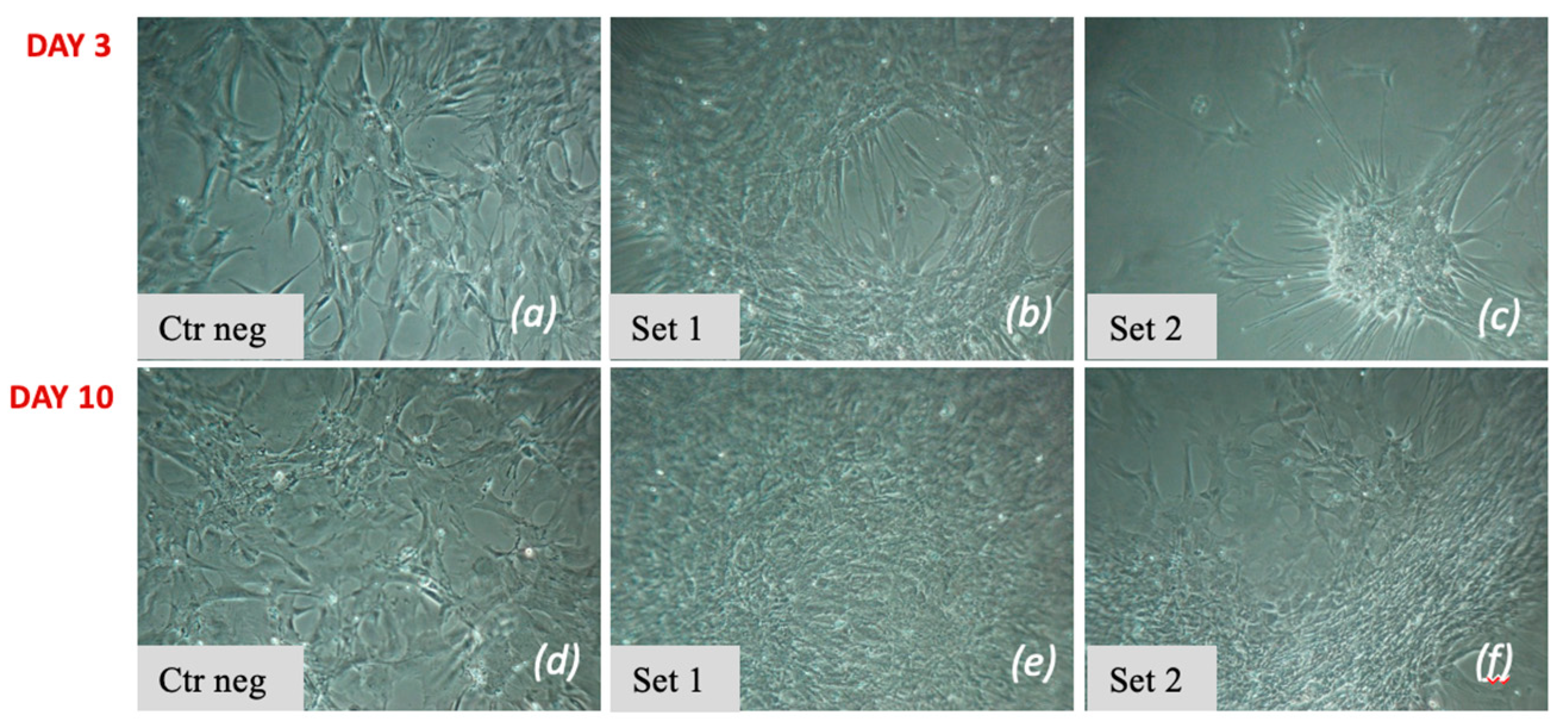 Vetsci 11 00380 g004 Vetsci 11 00380 g004
