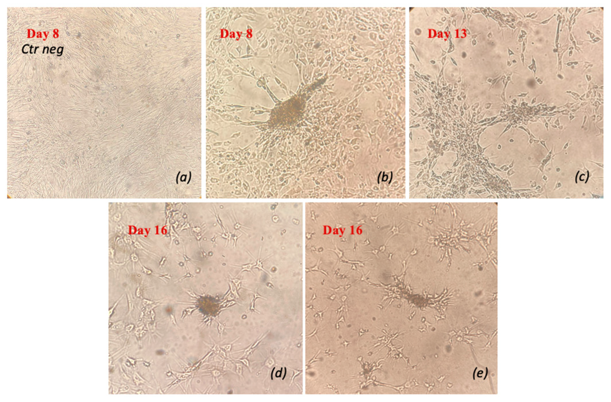 Vetsci 11 00380 g008 Vetsci 11 00380 g008