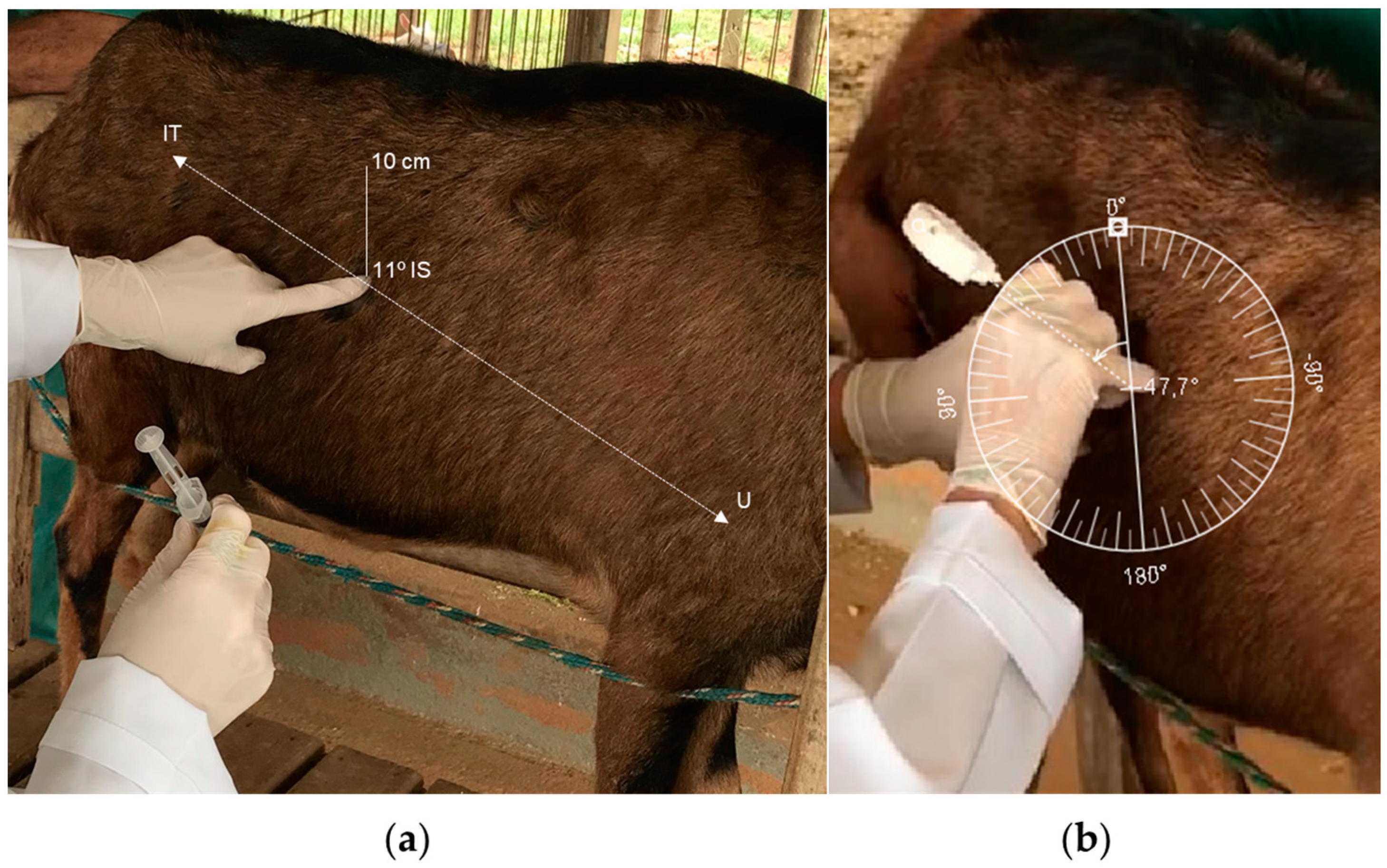 Vetsci 11 00384 g001