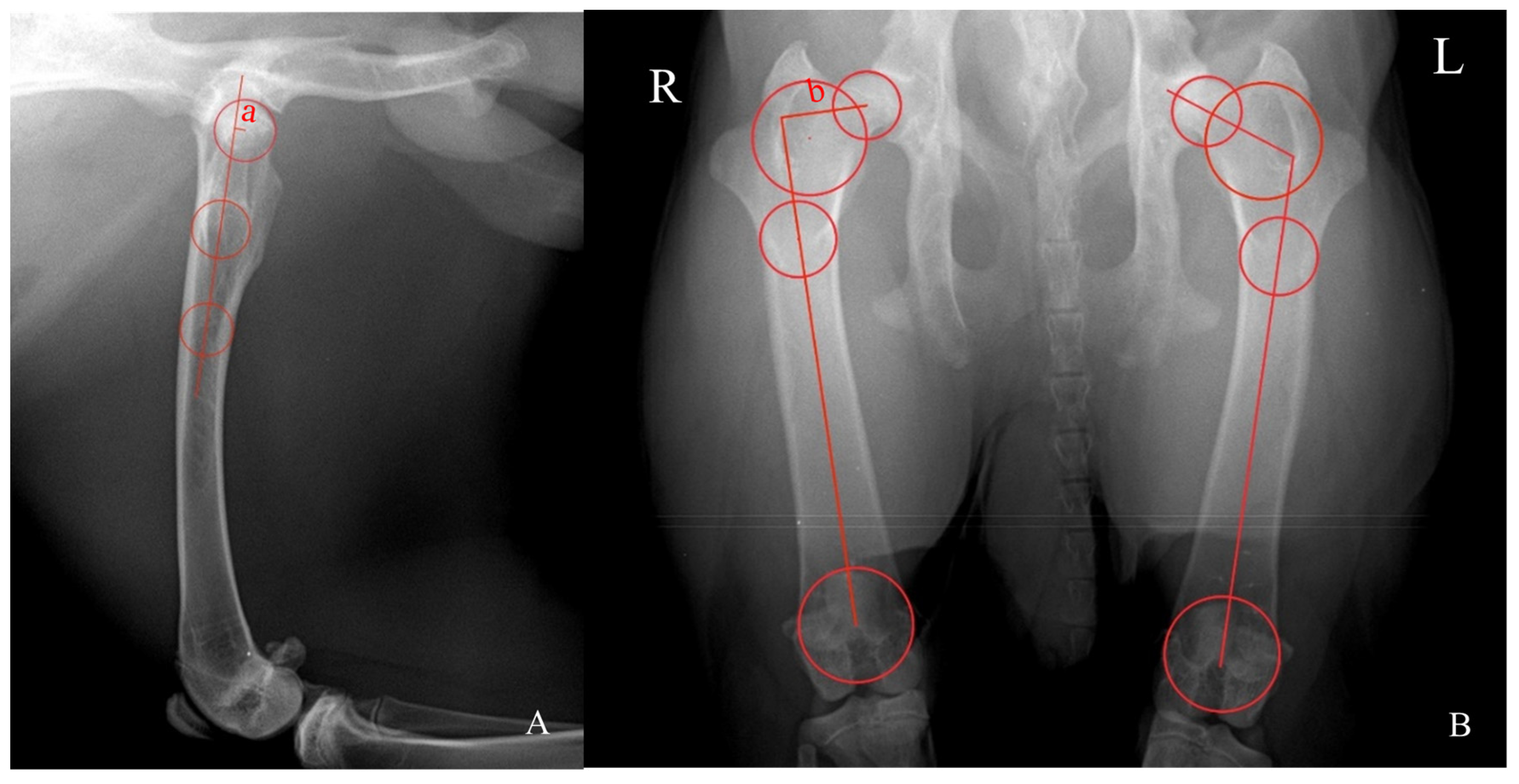 Vetsci 11 00387 g001