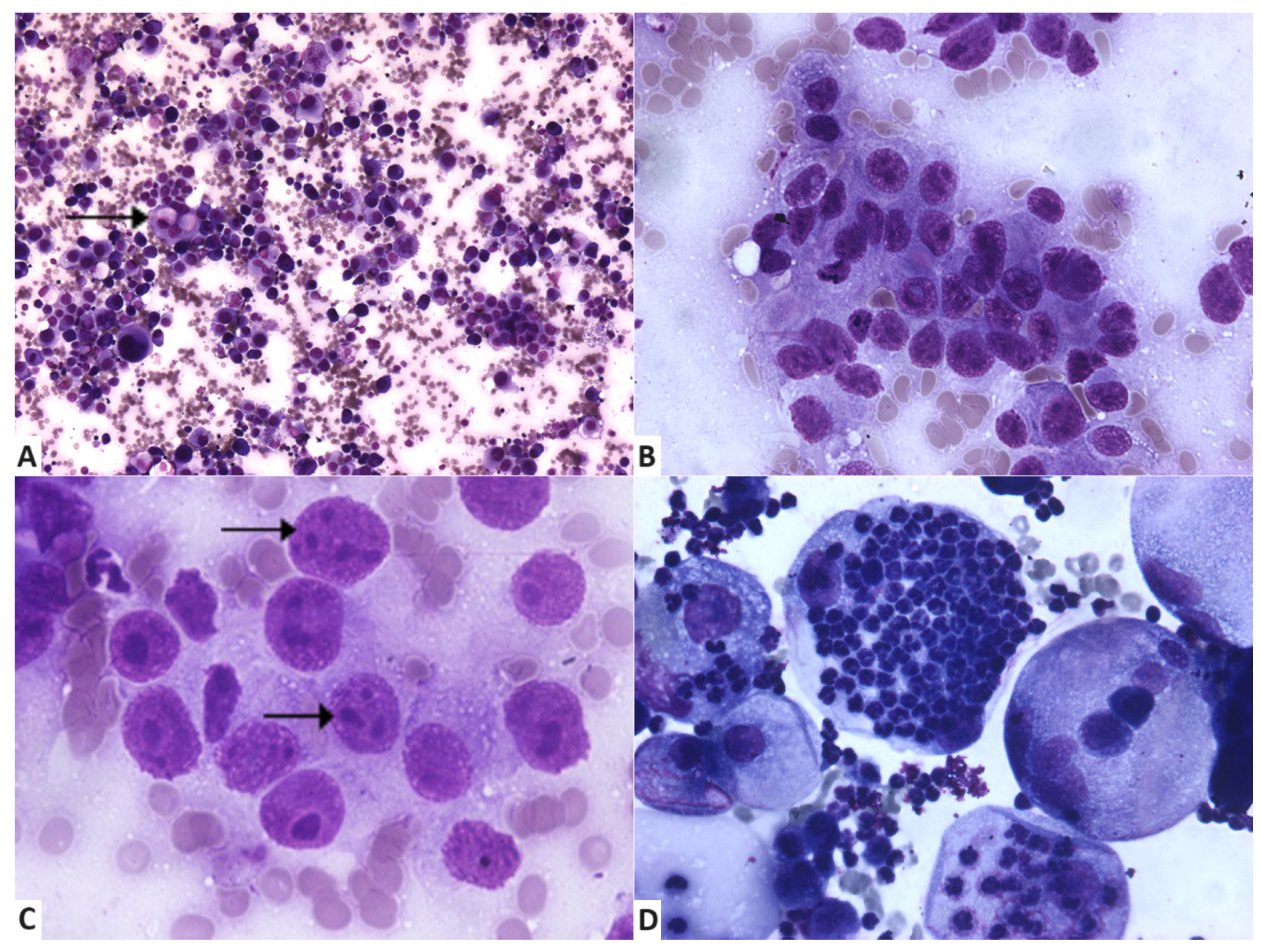 Vetsci 11 00389 g001