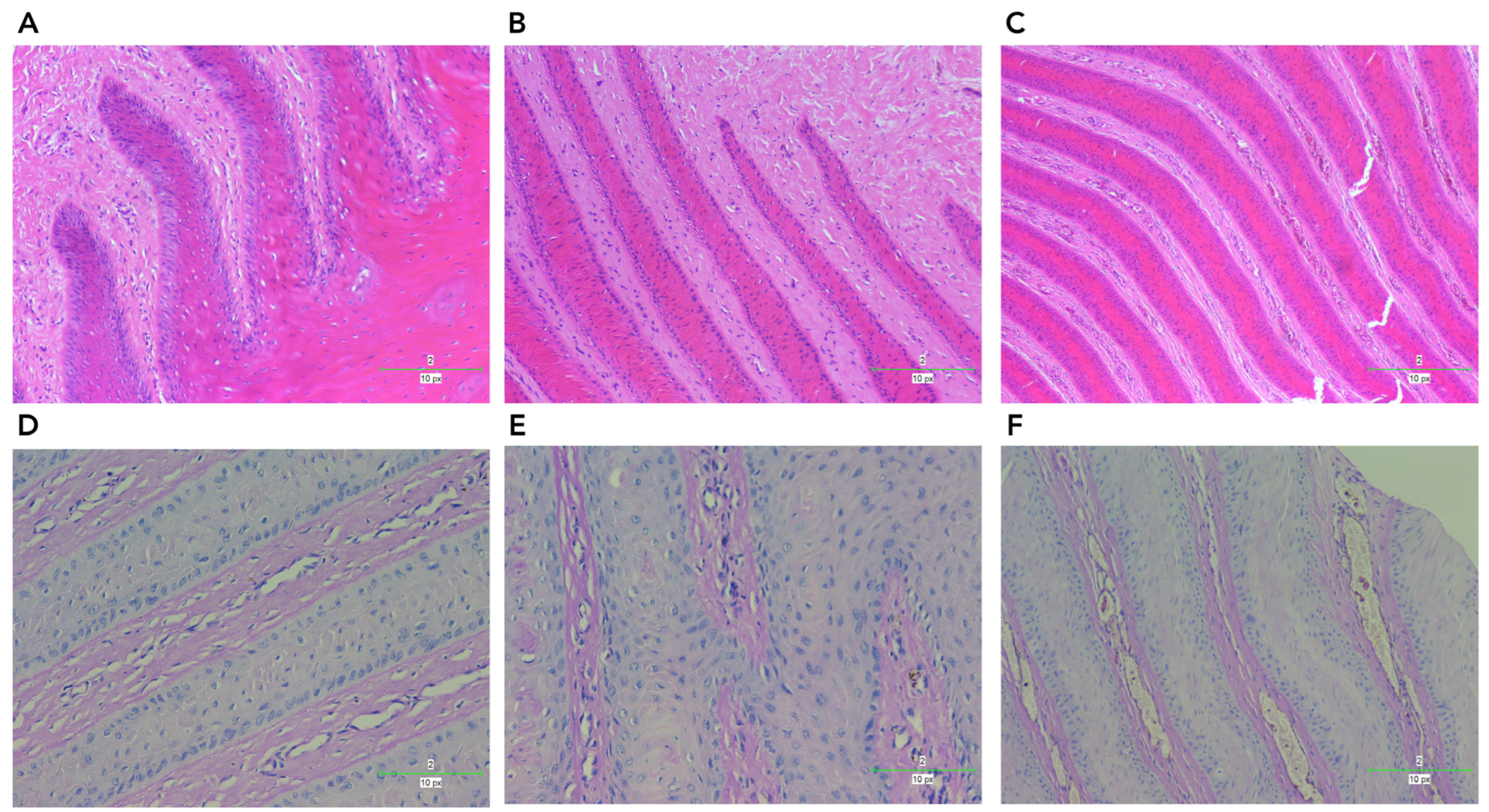 Vetsci 11 00395 g005