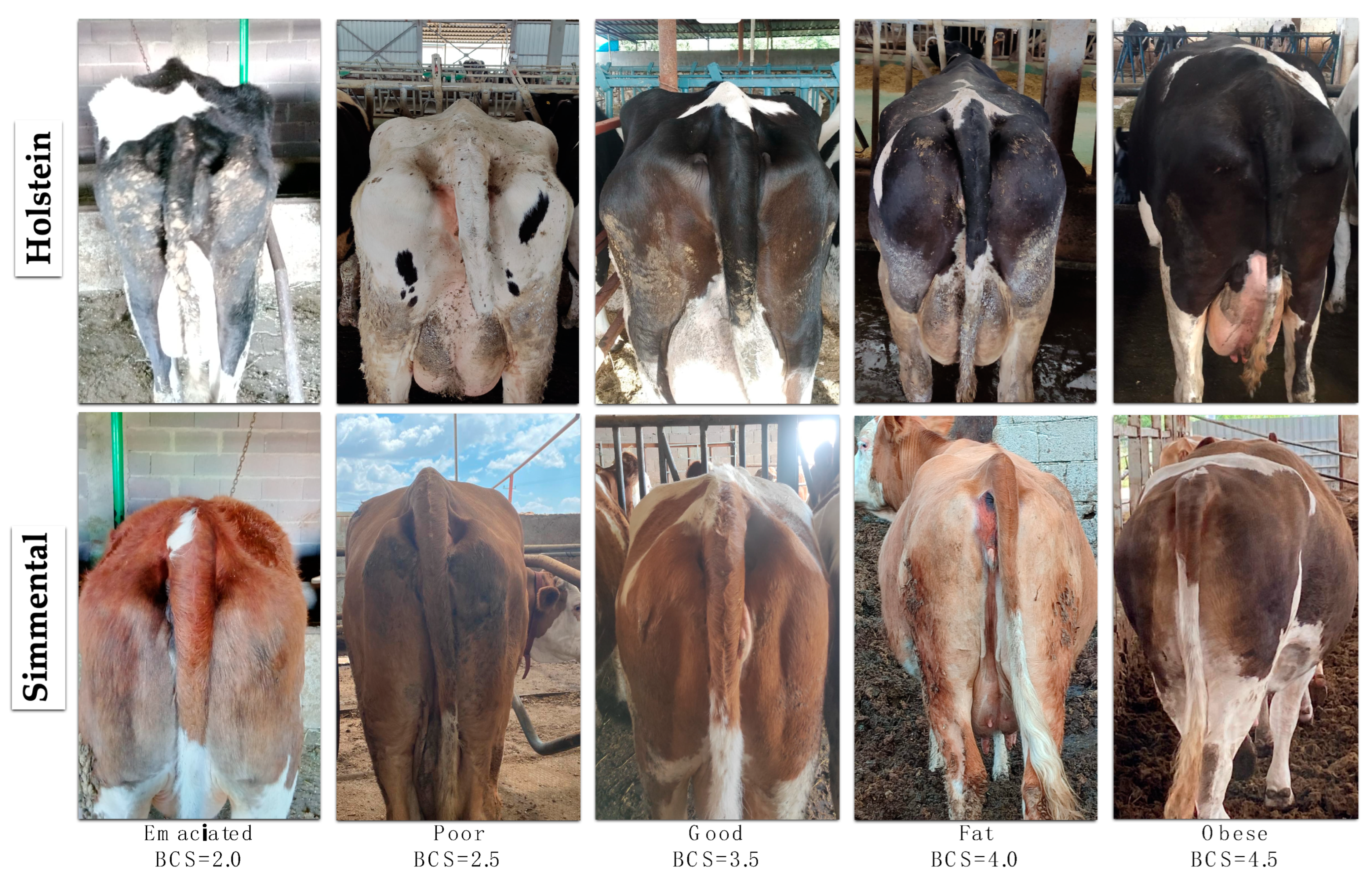 Vetsci 11 00399 g001