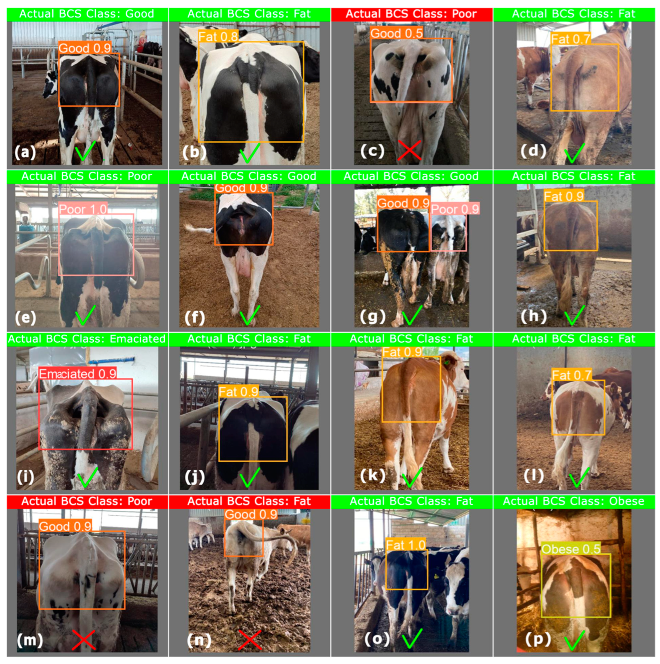 Vetsci 11 00399 g006