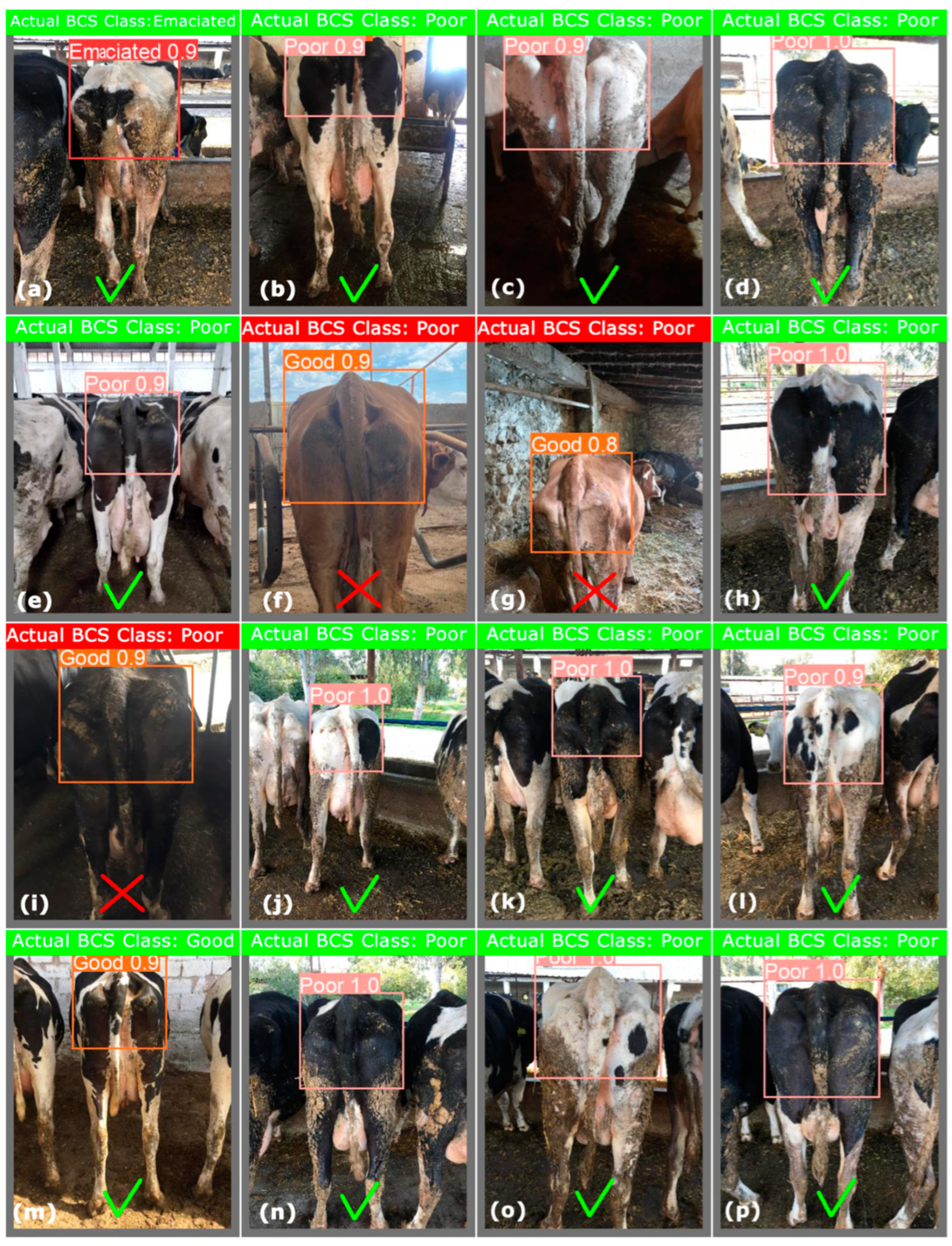 Vetsci 11 00399 g0a2