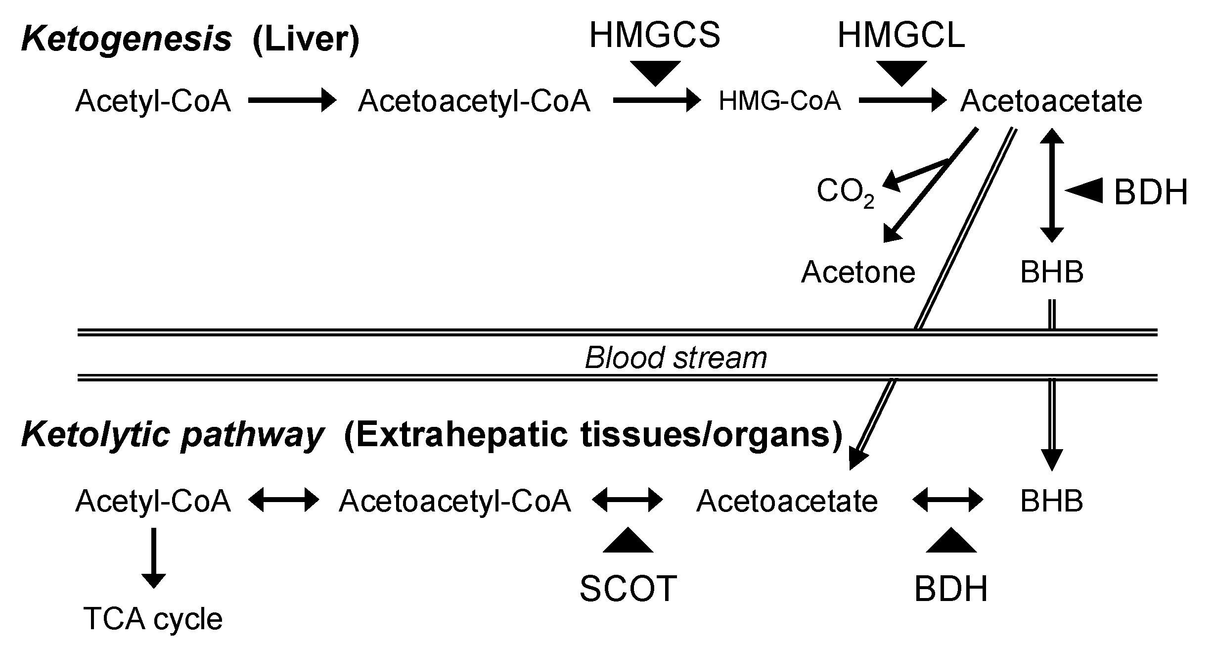 Vetsci 11 00405 g001