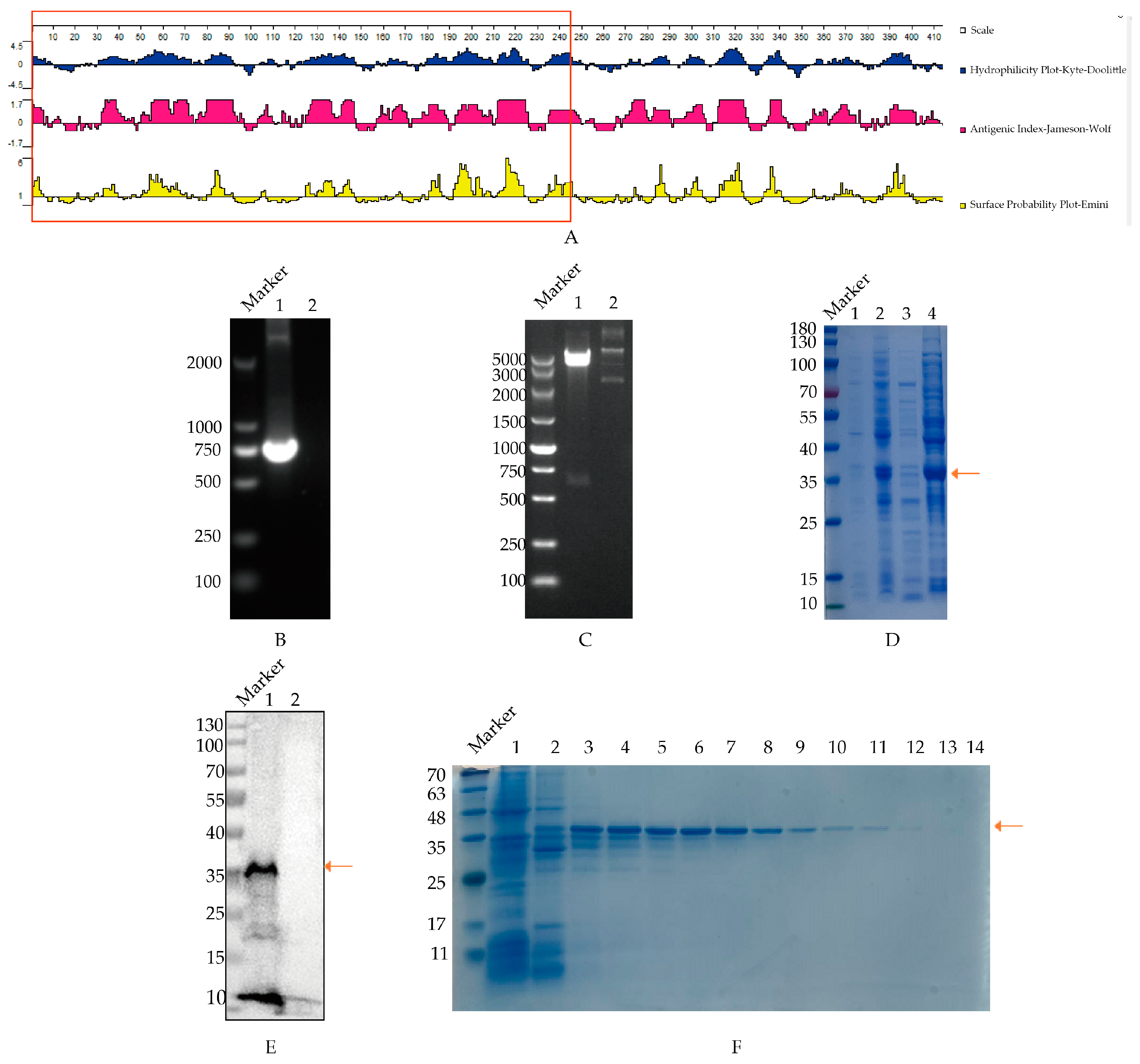 Vetsci 11 00412 g001