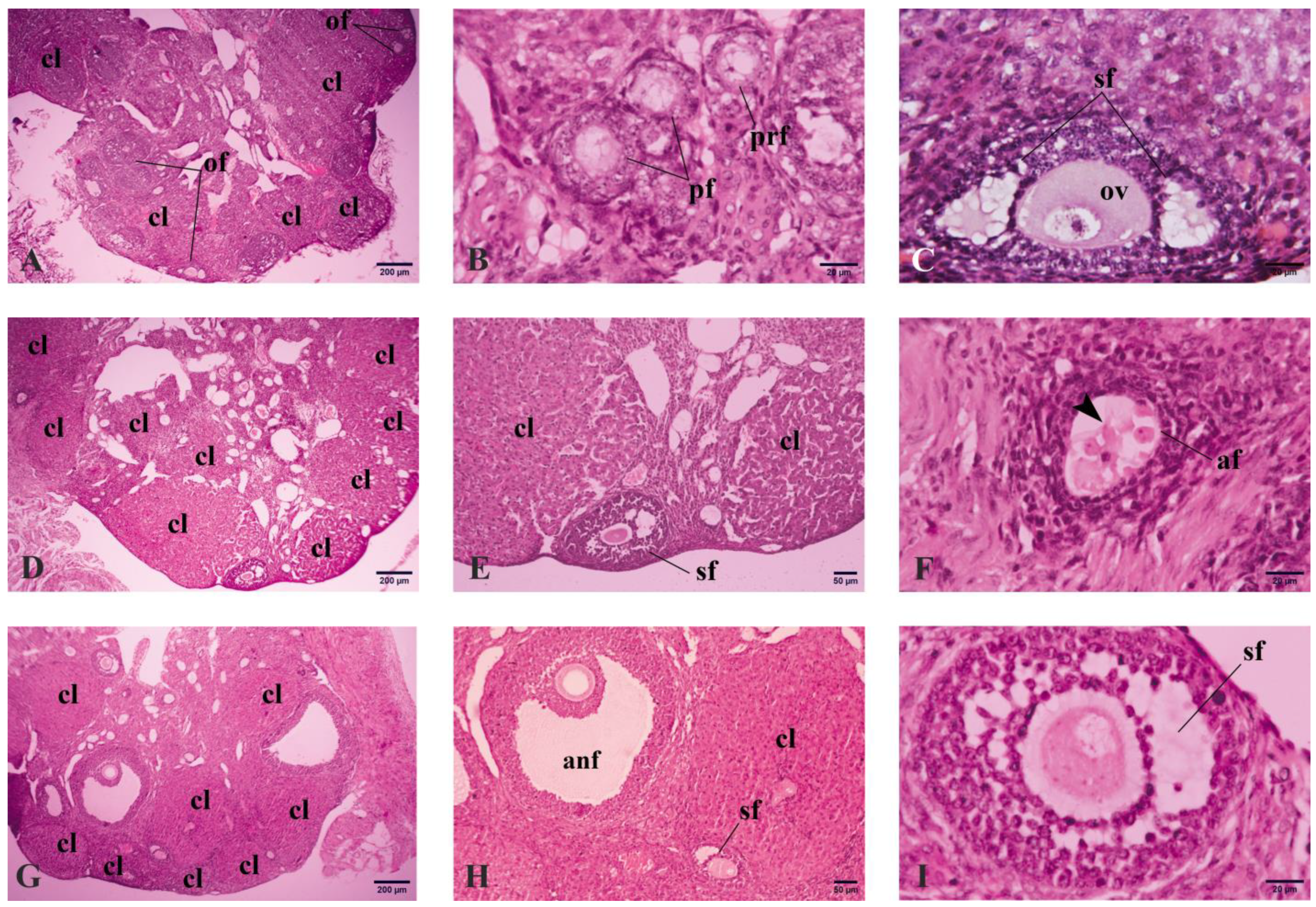 Vetsci 11 00414 g001