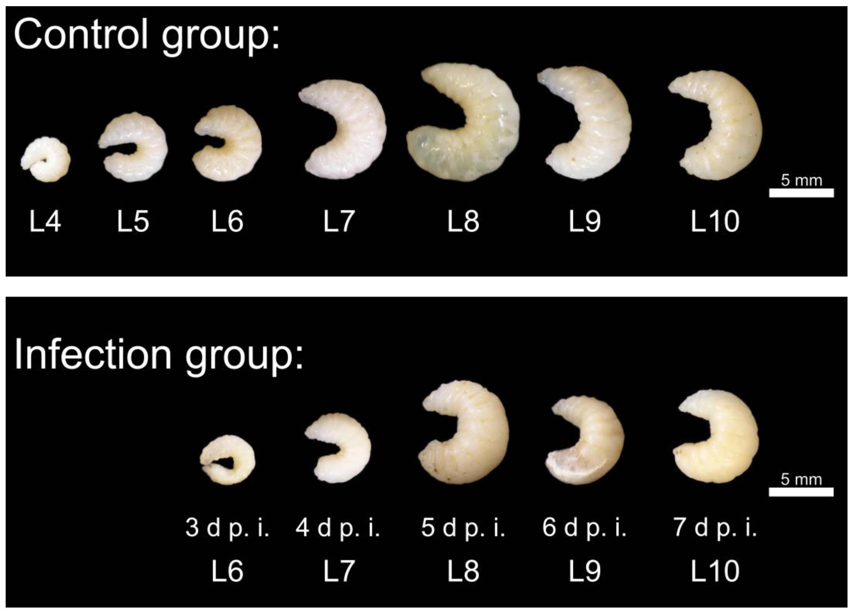 Vetsci 11 00415 g003