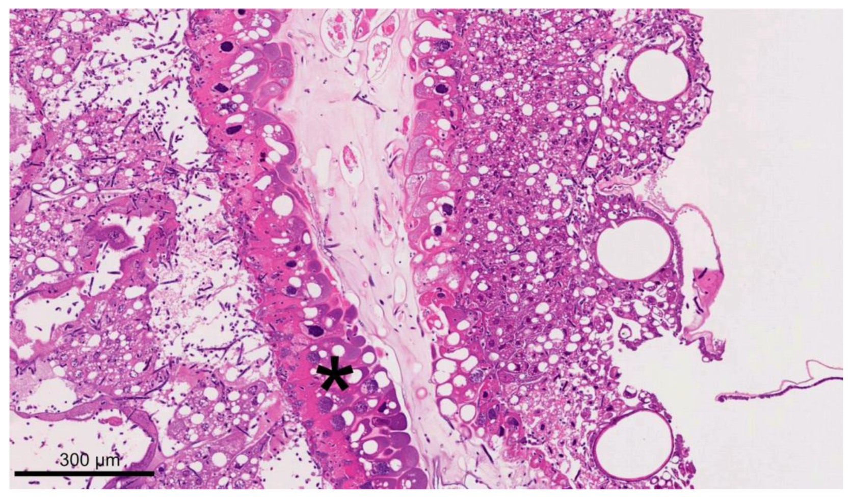 Vetsci 11 00415 g007