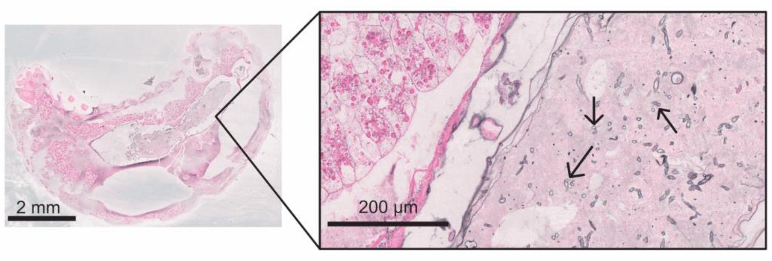 Vetsci 11 00415 g008