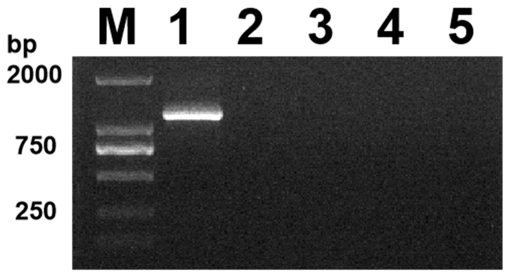 Vetsci 11 00417 g001