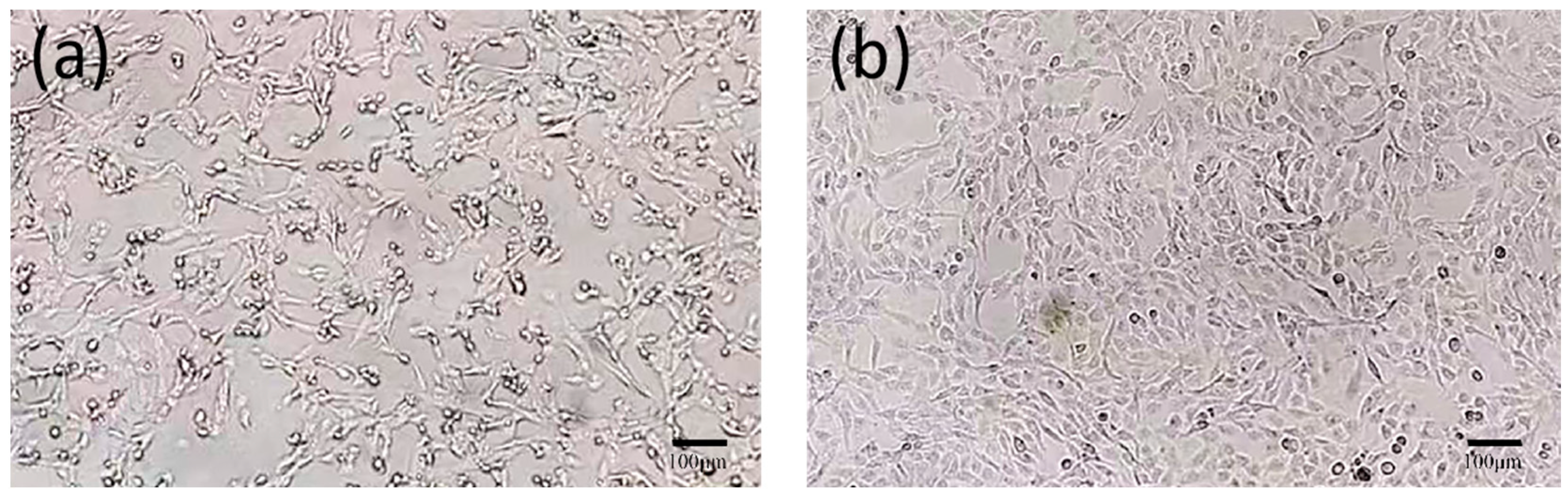 Vetsci 11 00417 g004