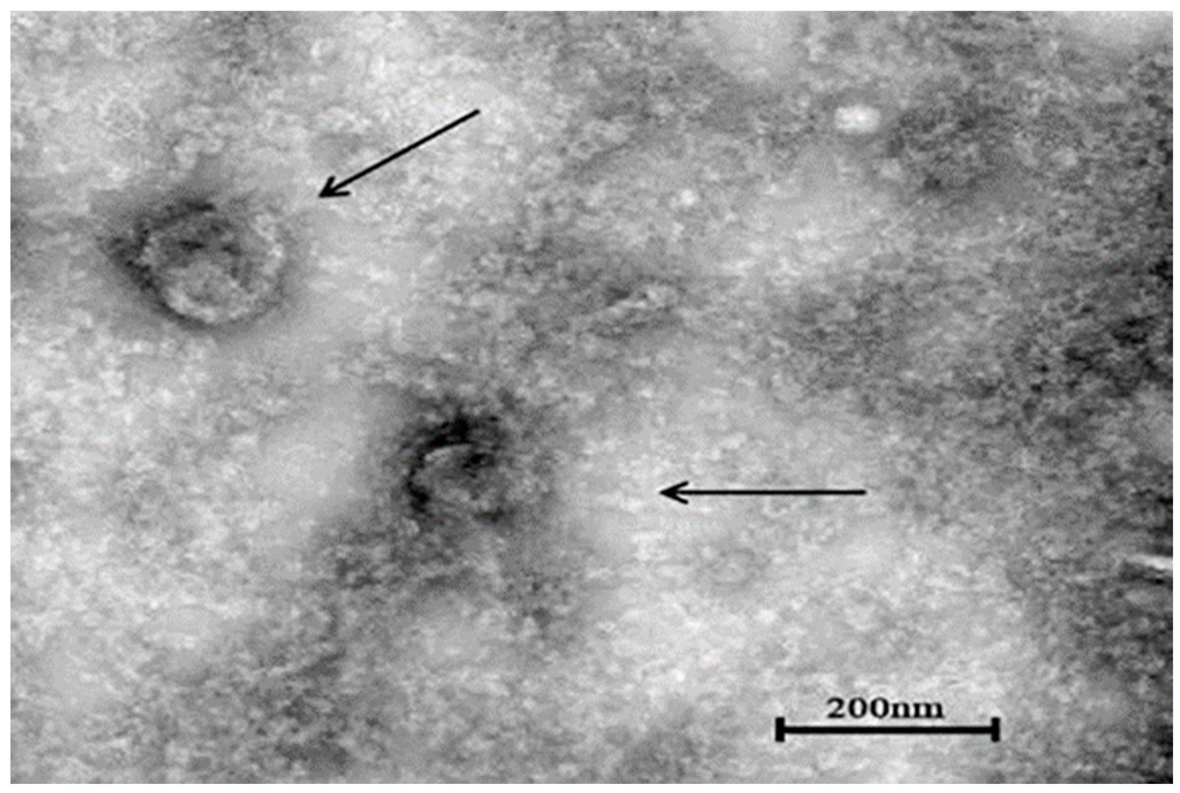 Vetsci 11 00417 g005