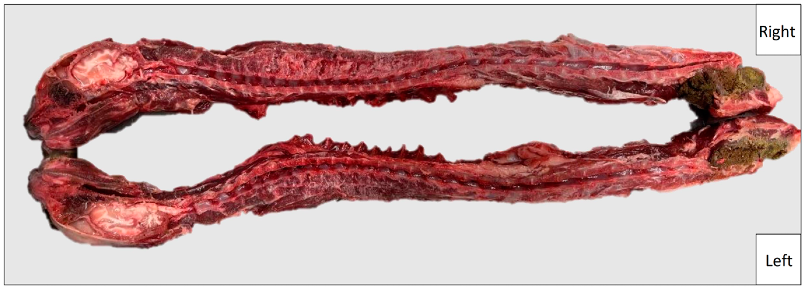 Vetsci 11 00429 g001