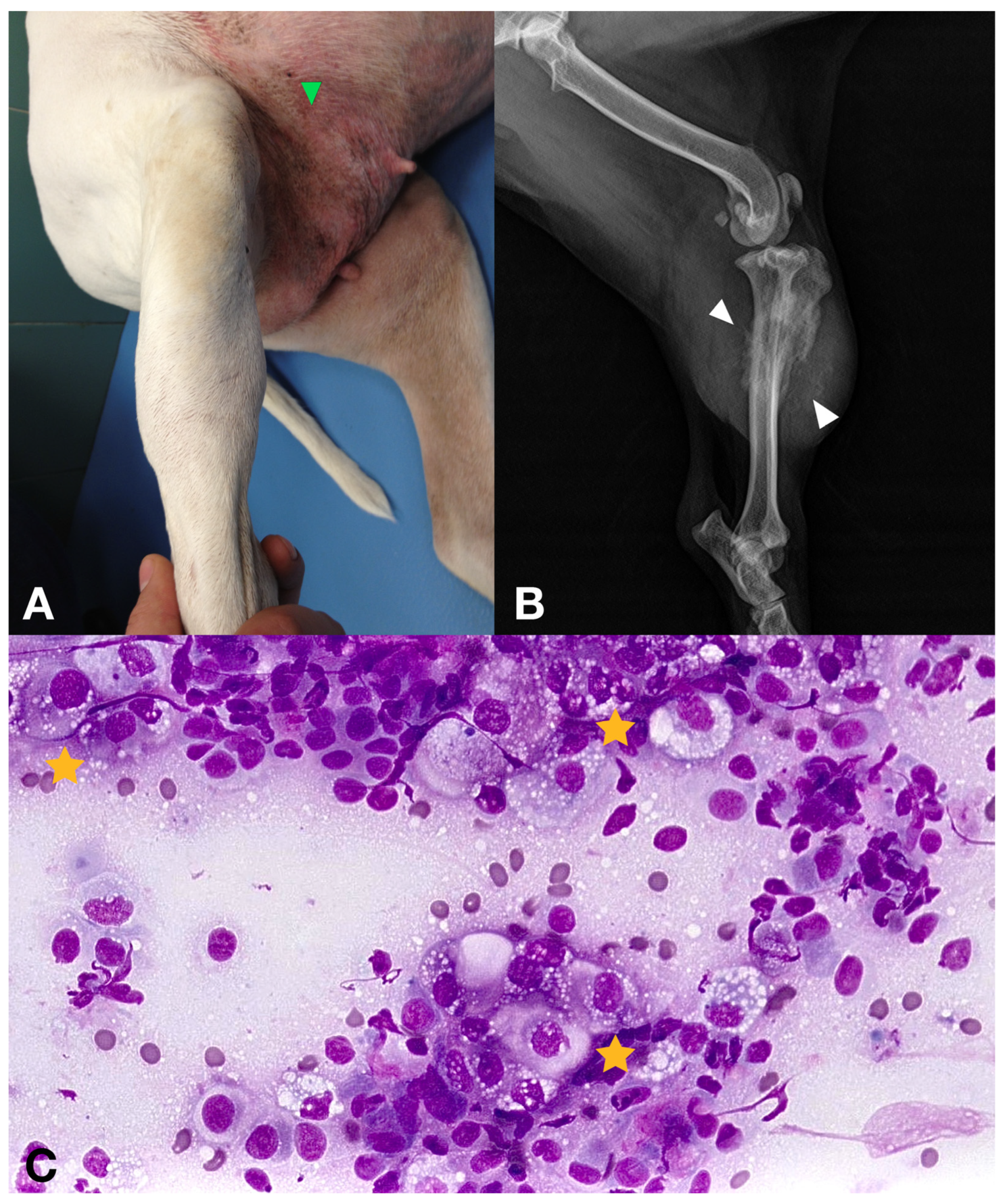 Vetsci 11 00430 g003