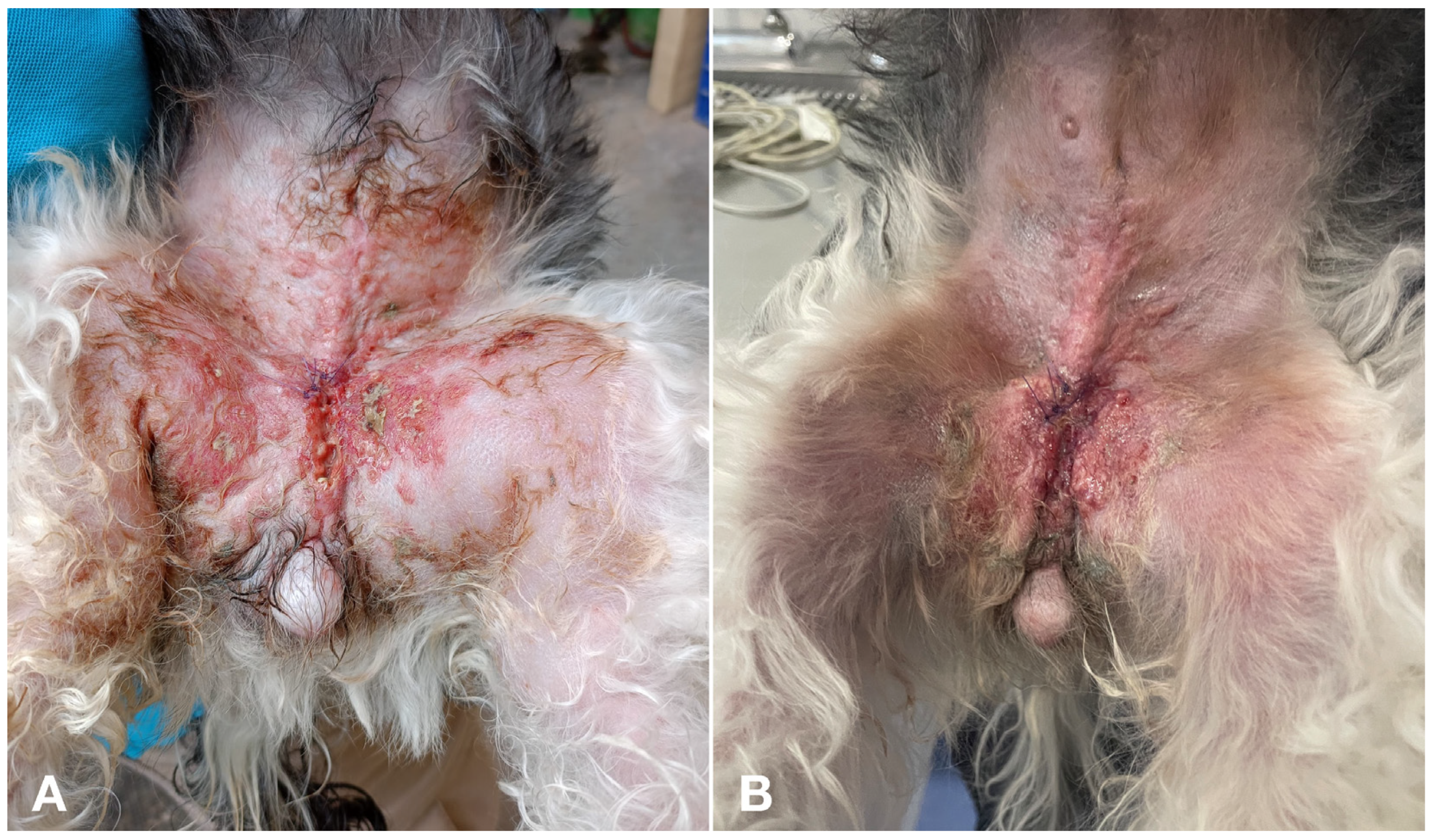 Vetsci 11 00430 g004