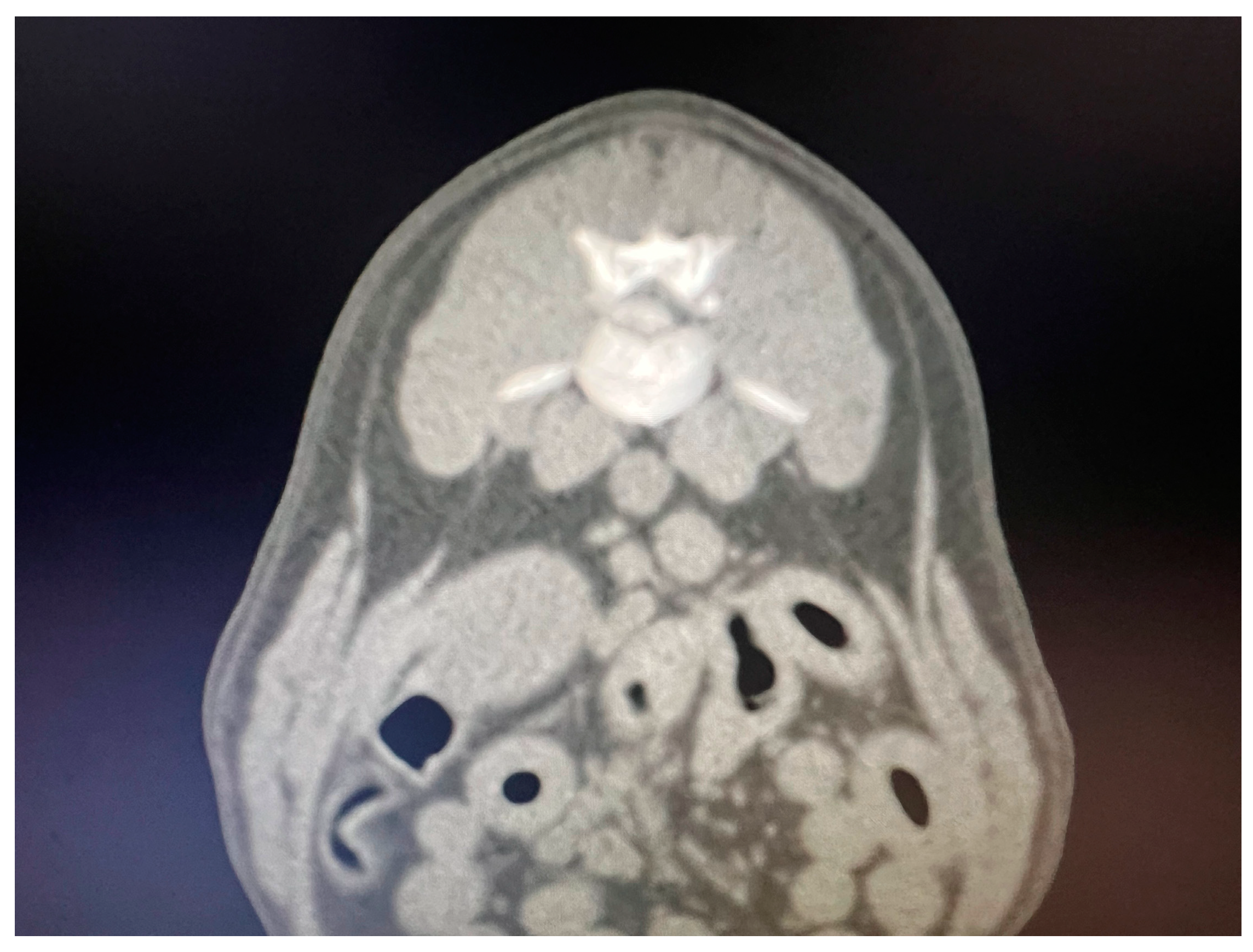 Vetsci 11 00434 g001