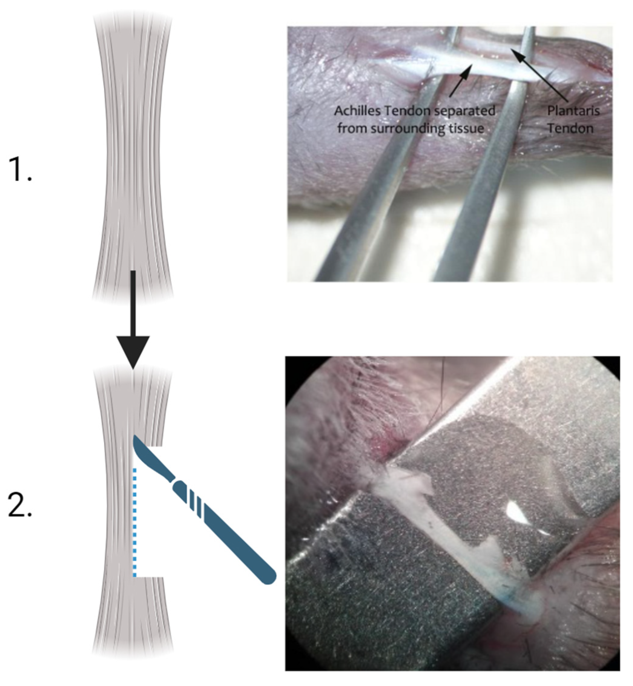 Vetsci 11 00441 g001