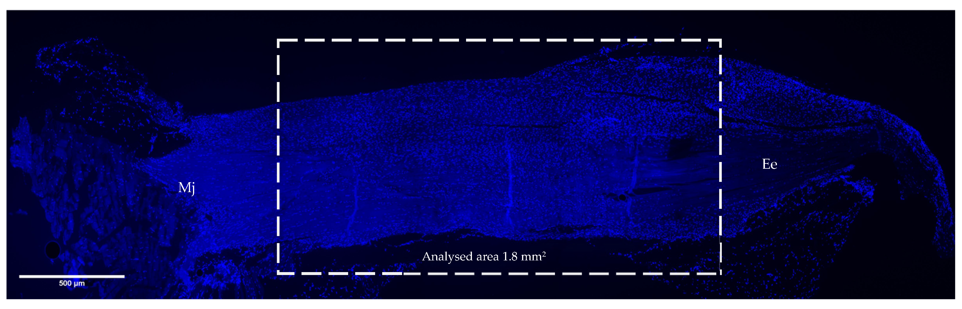 Vetsci 11 00441 g002