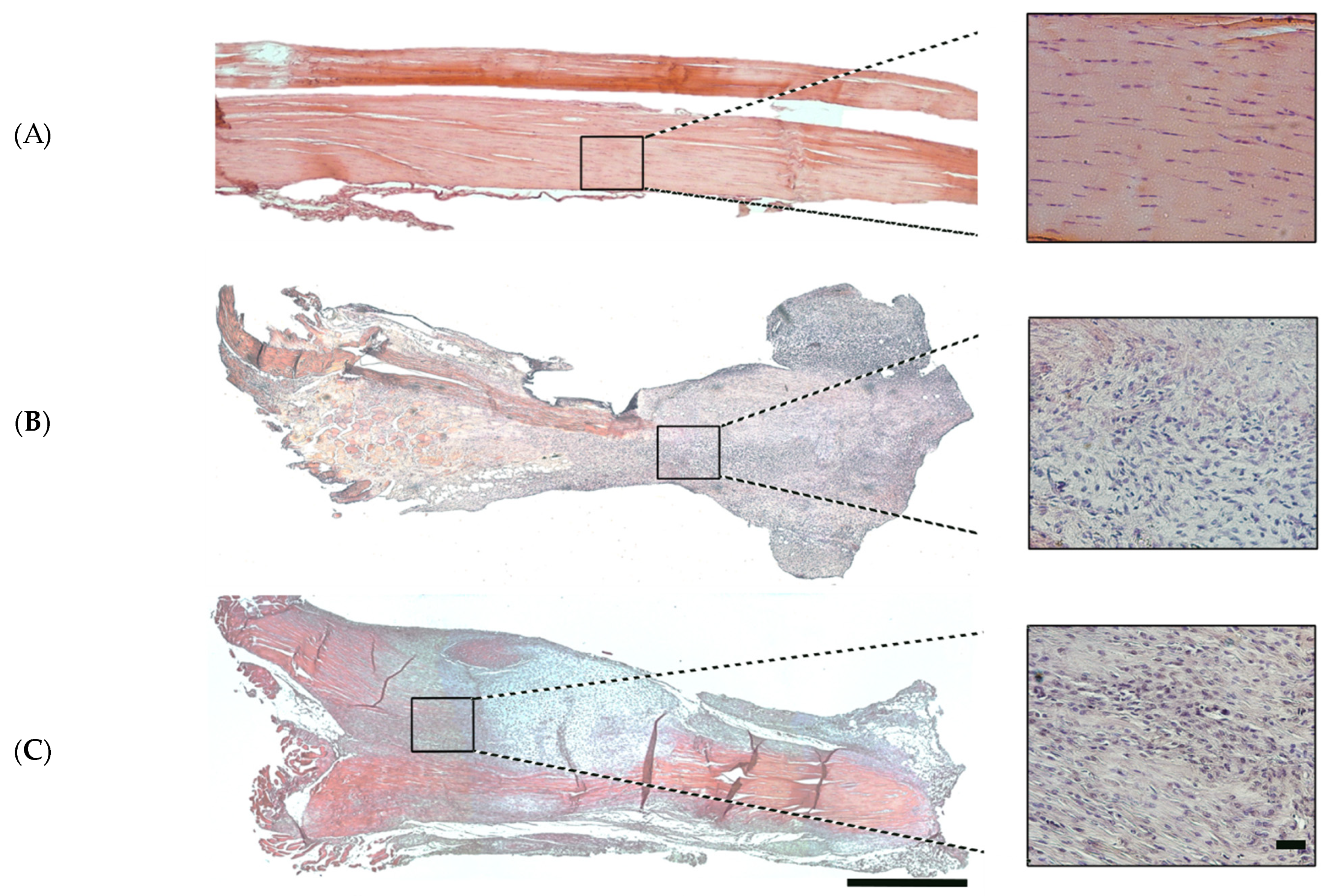 Vetsci 11 00441 g003