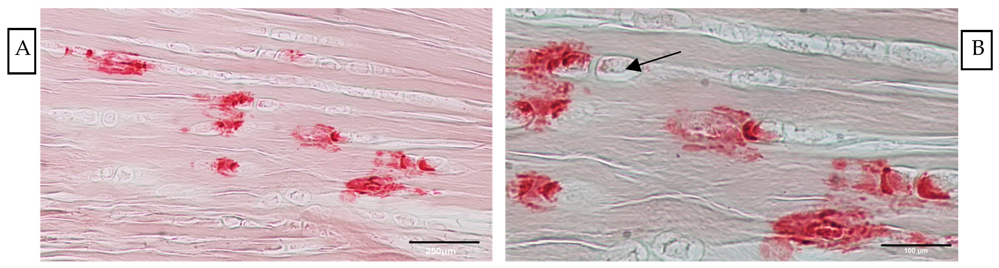 Vetsci 11 00441 g005