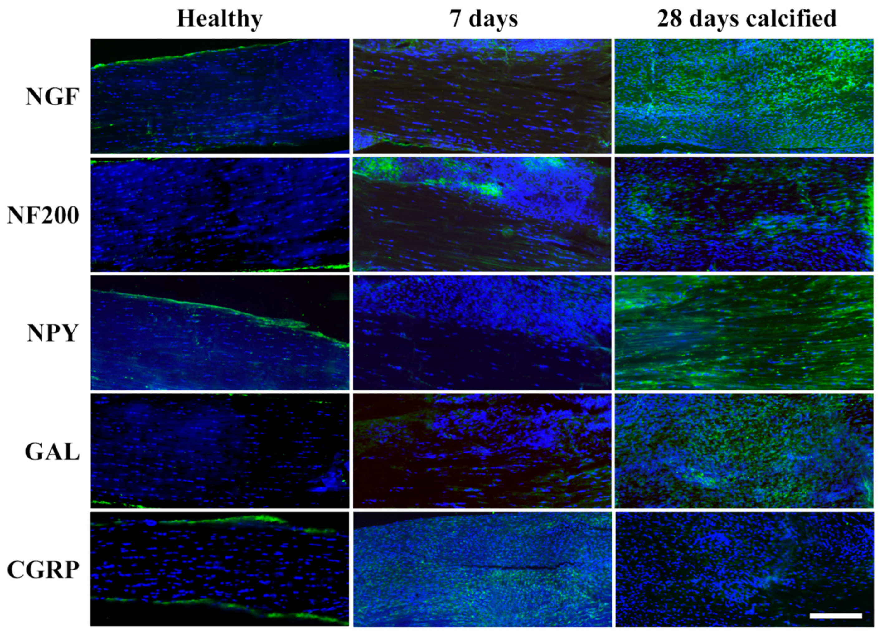 Vetsci 11 00441 g006