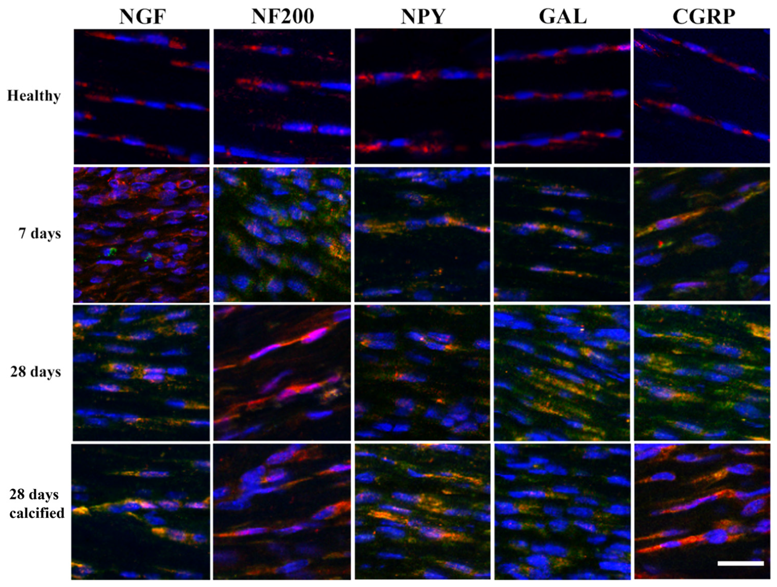 Vetsci 11 00441 g007