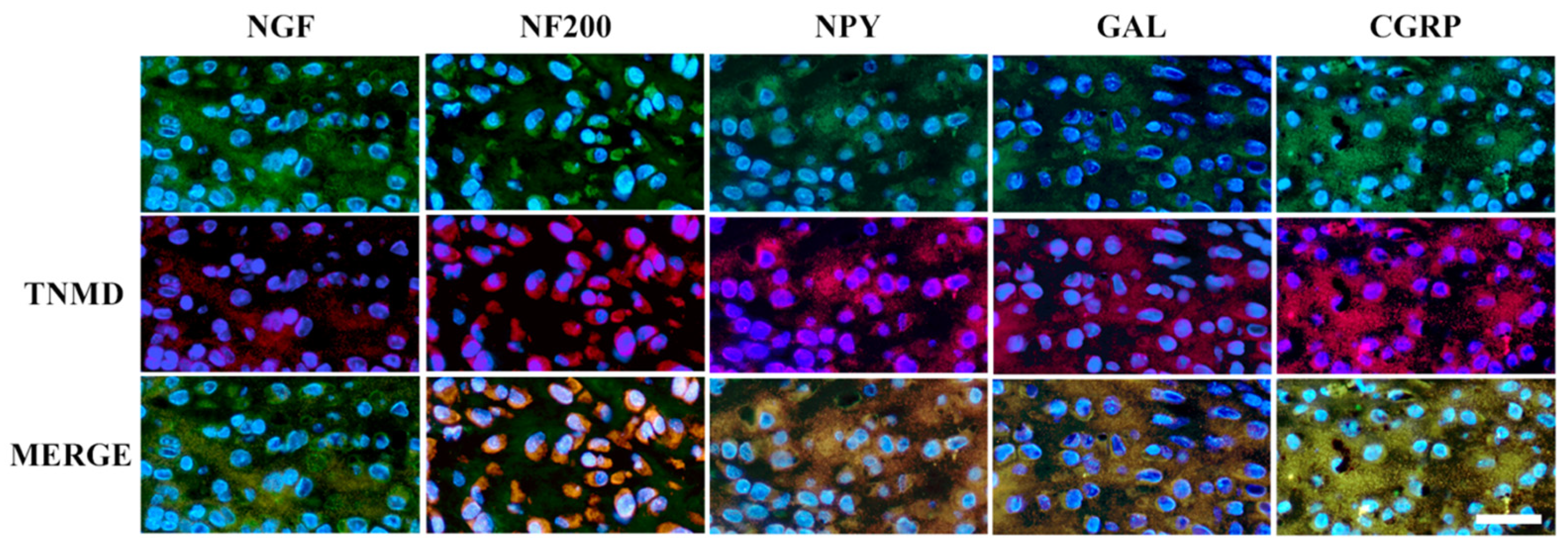 Vetsci 11 00441 g008