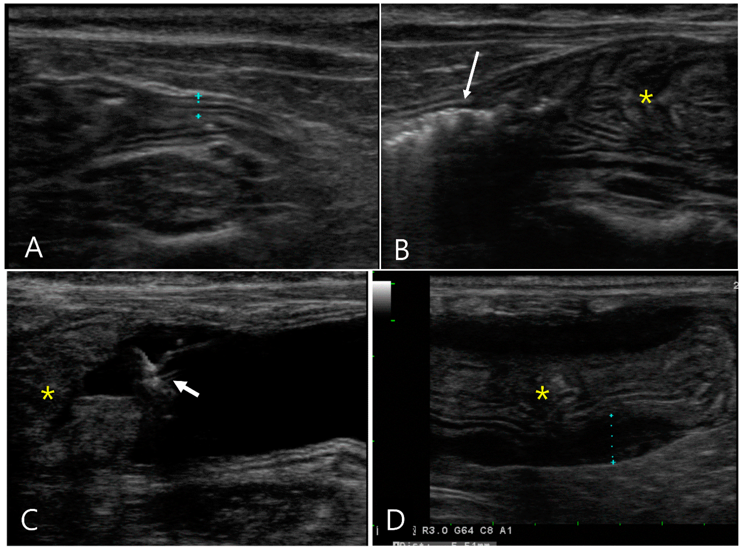 Vetsci 11 00443 g002 Vetsci 11 00443 g002