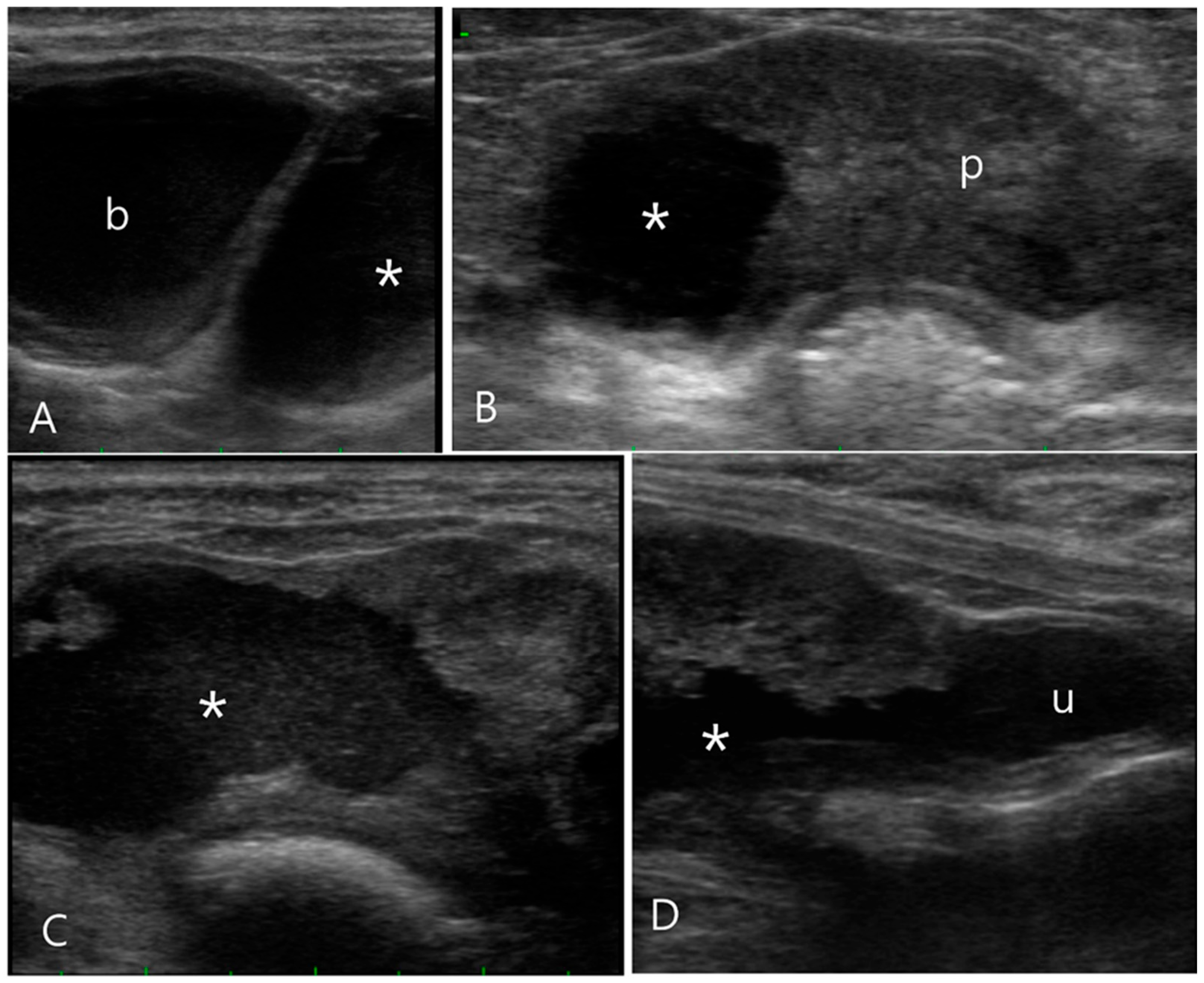 Vetsci 11 00443 g003 Vetsci 11 00443 g003