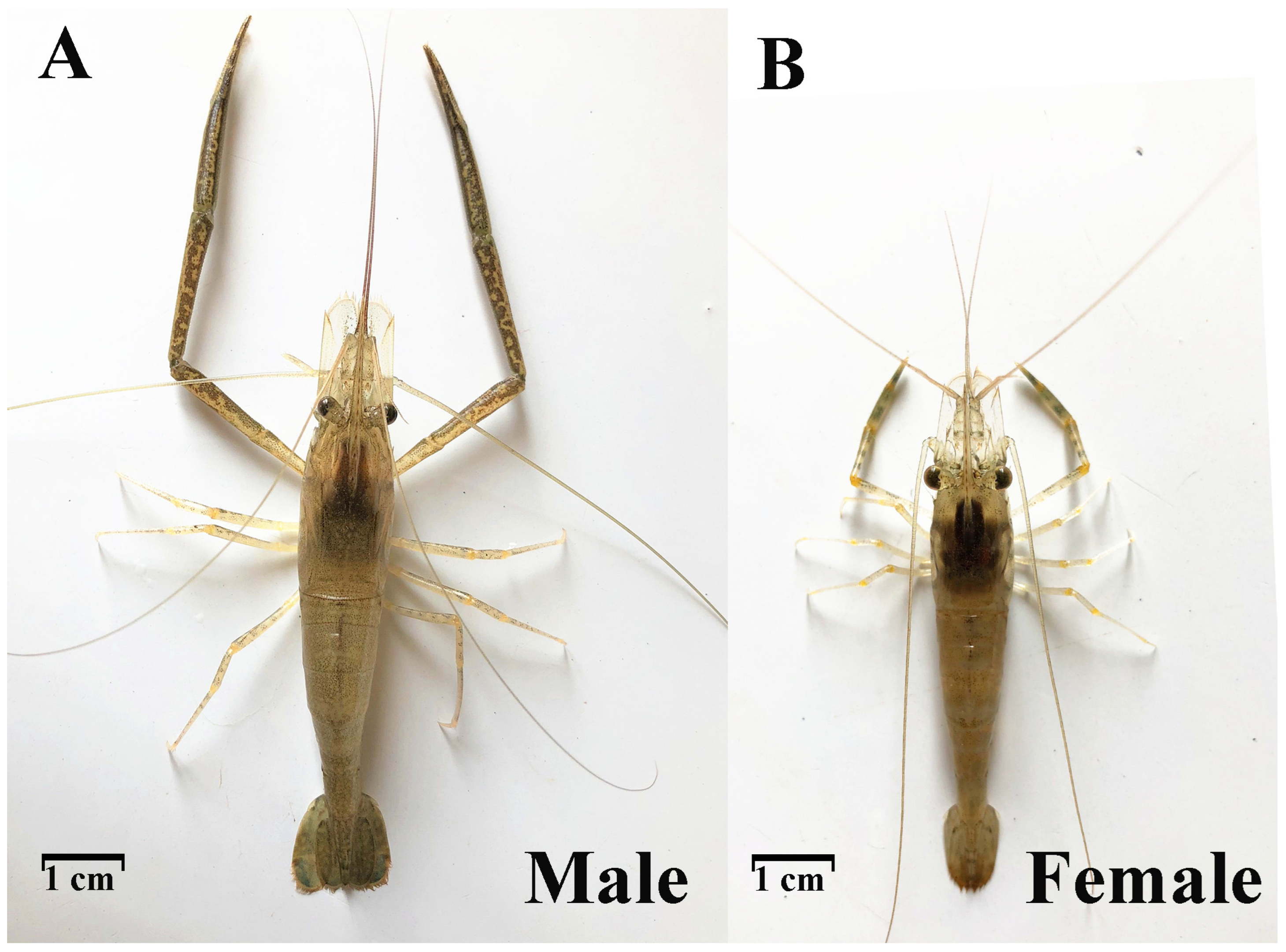 Vetsci 11 00445 g001