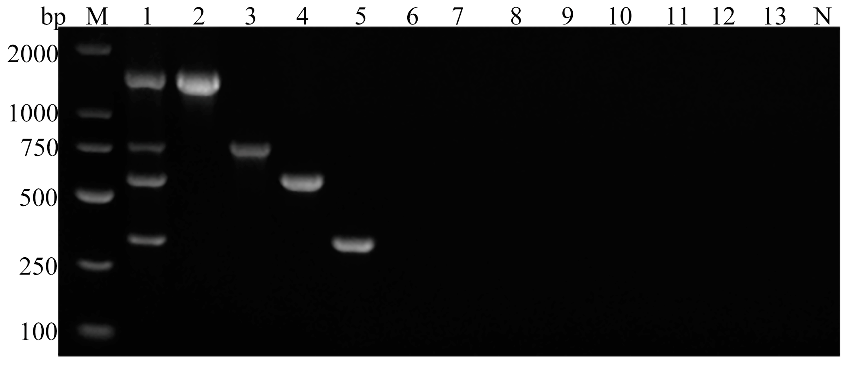 Vetsci 11 00448 g003