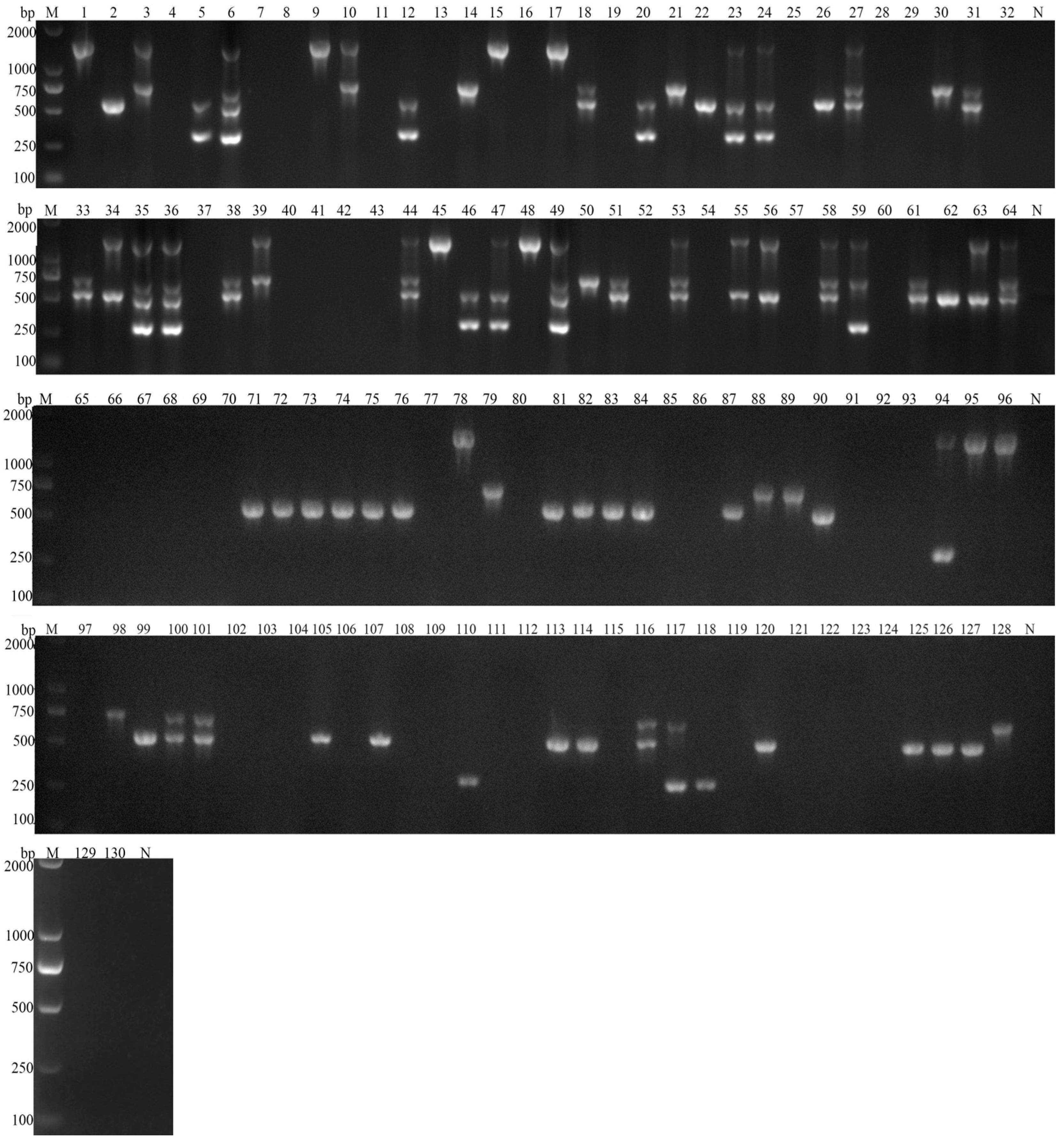 Vetsci 11 00448 g005