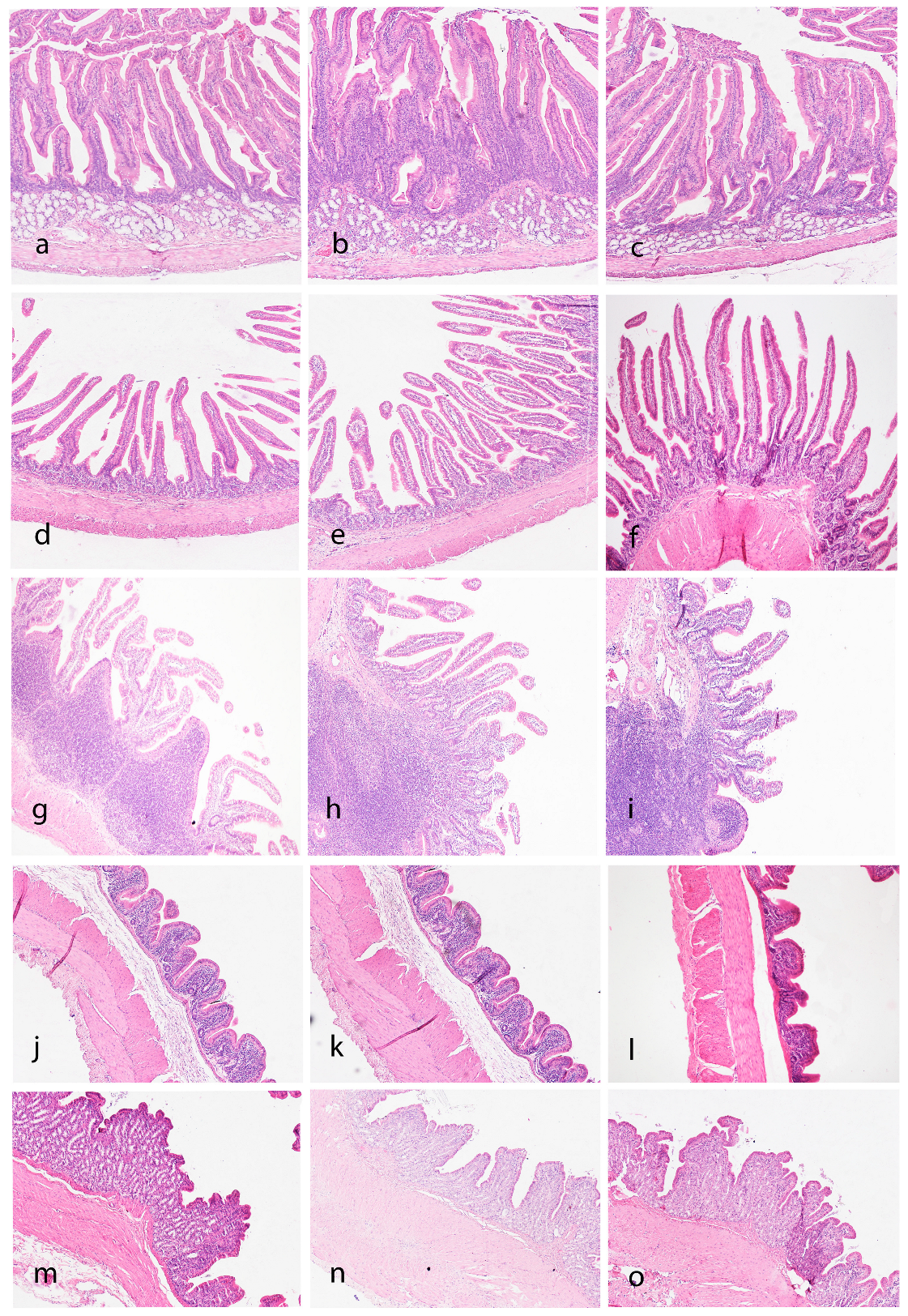 Vetsci 11 00457 g004