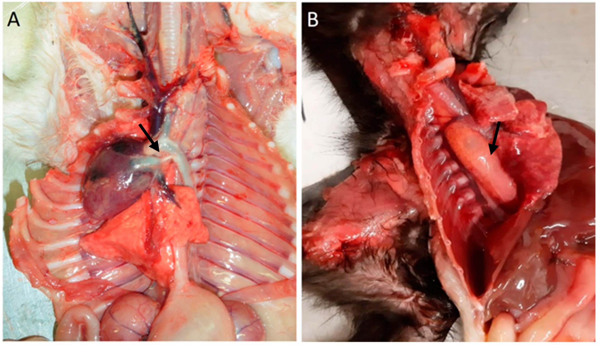 Vetsci 11 00461 g001 Vetsci 11 00461 g001