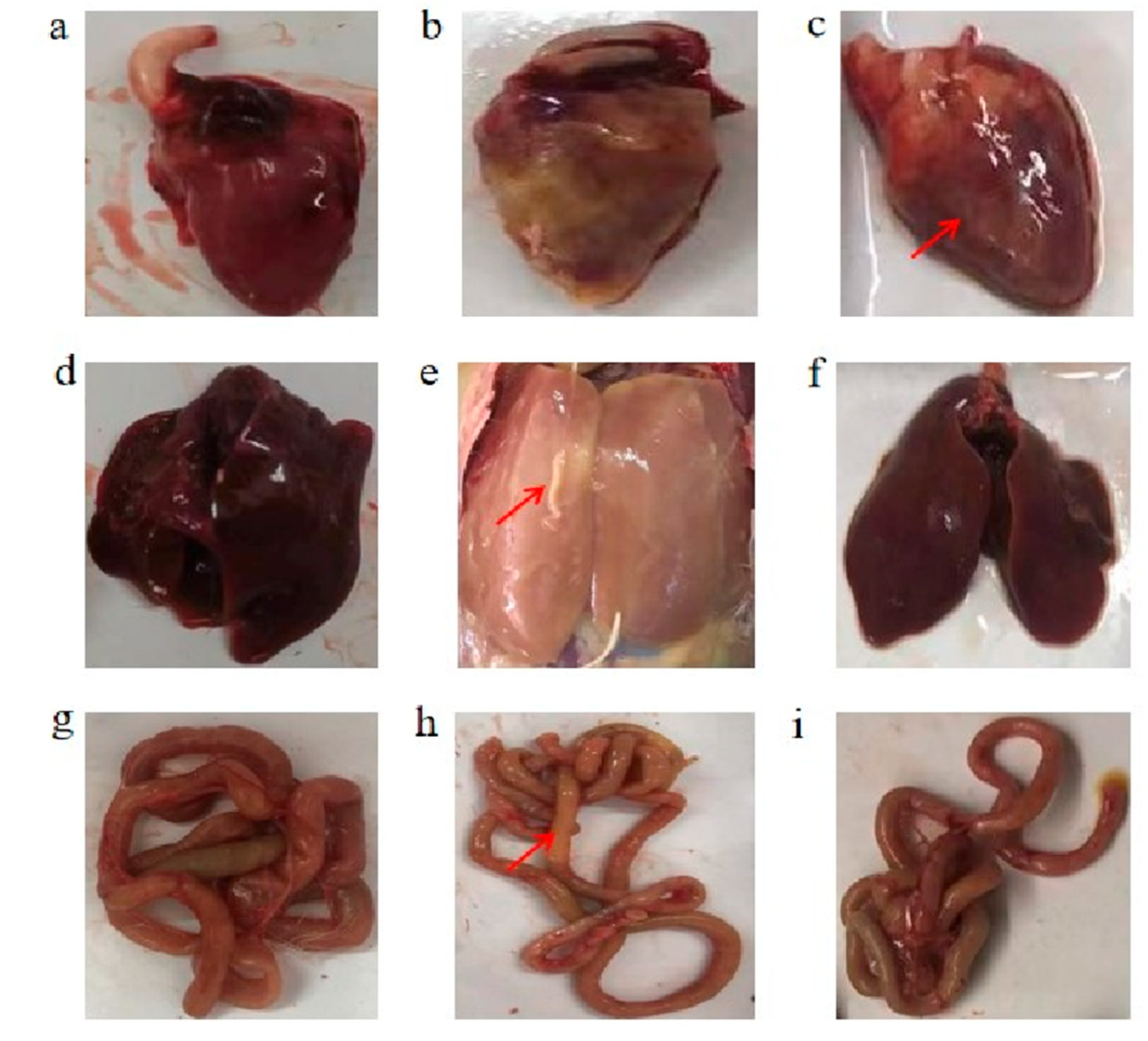 Vetsci 11 00468 g003