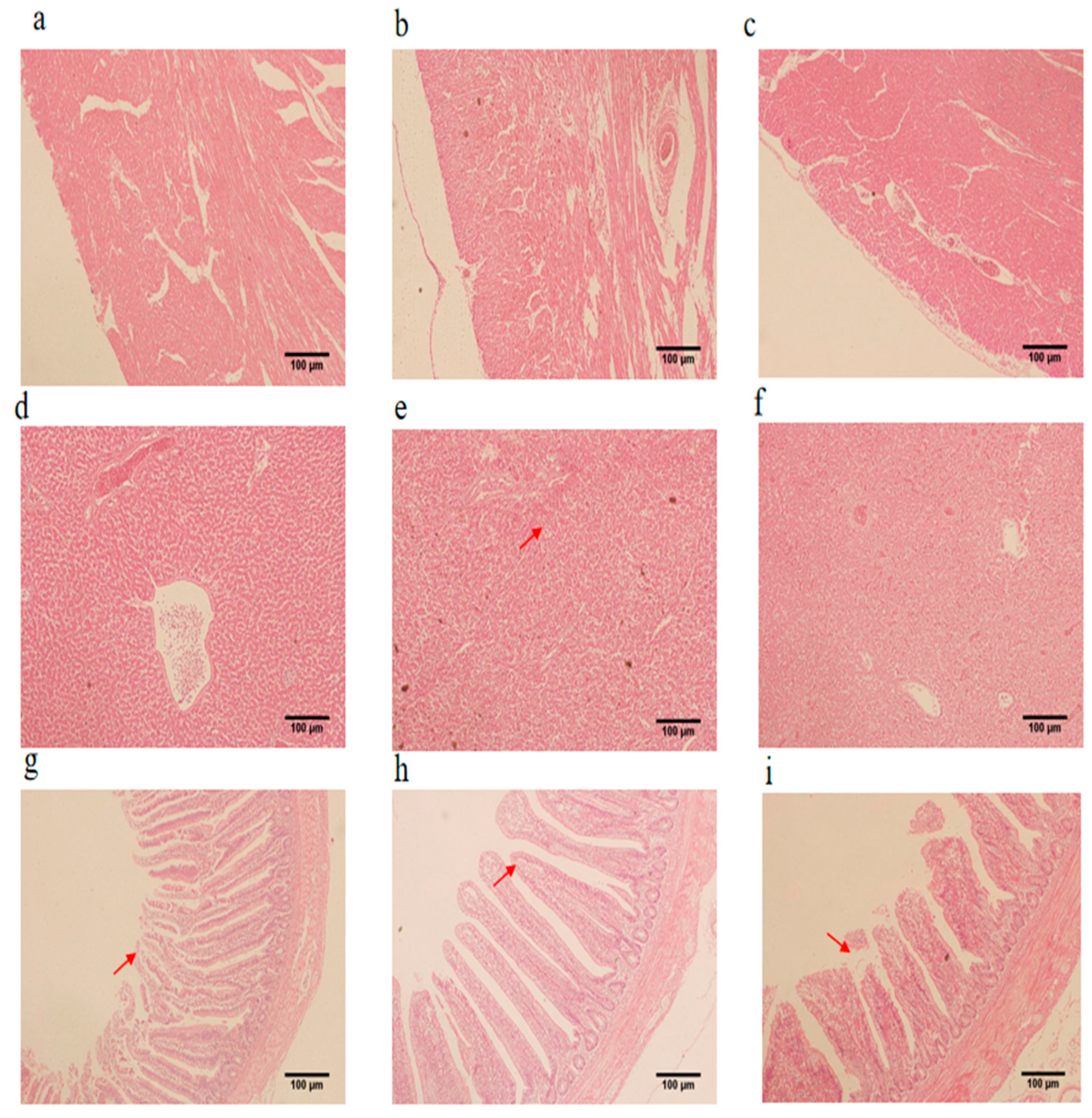 Vetsci 11 00468 g004