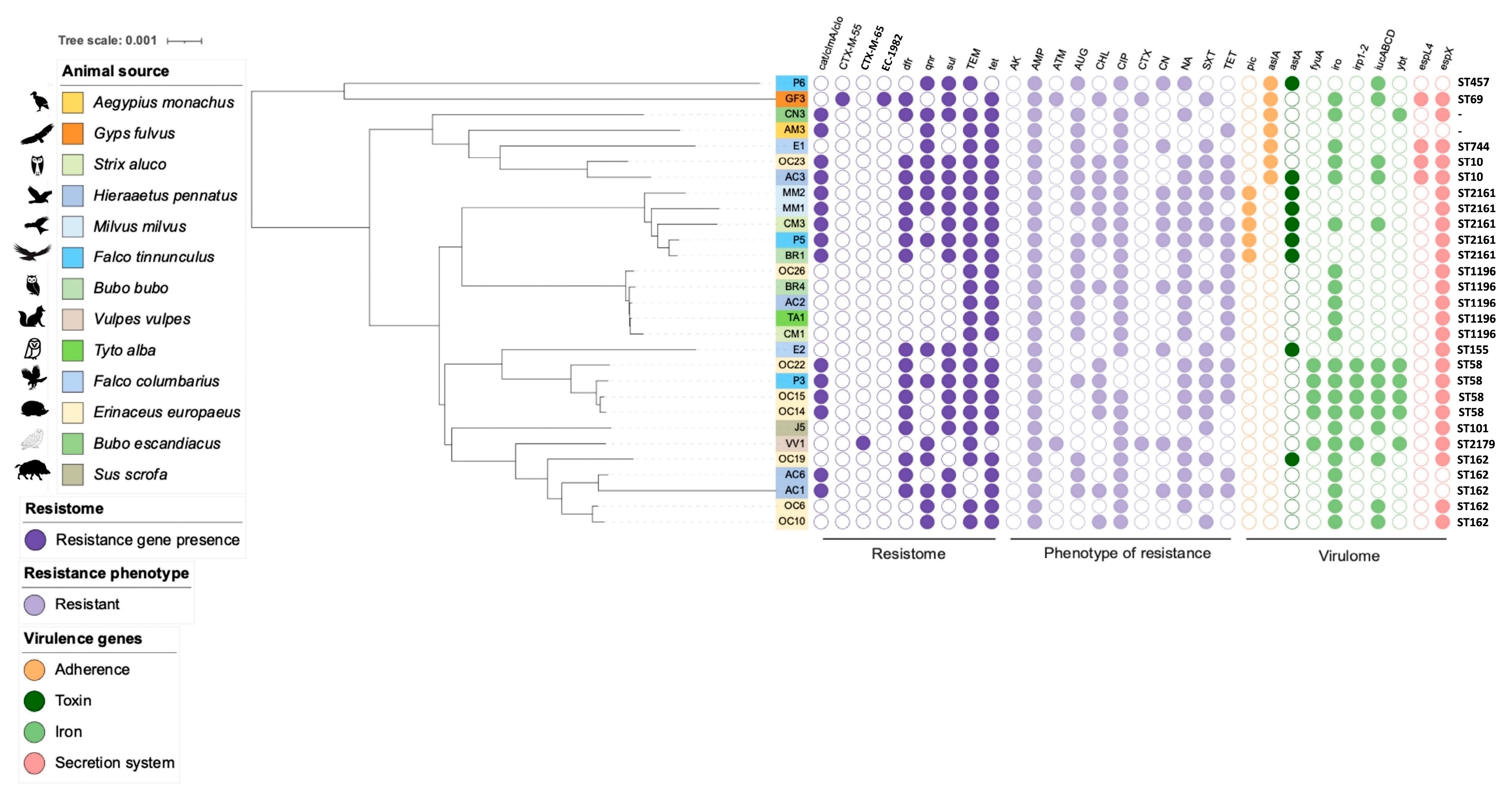 Molecular Characterization of Multidrug-Resistant