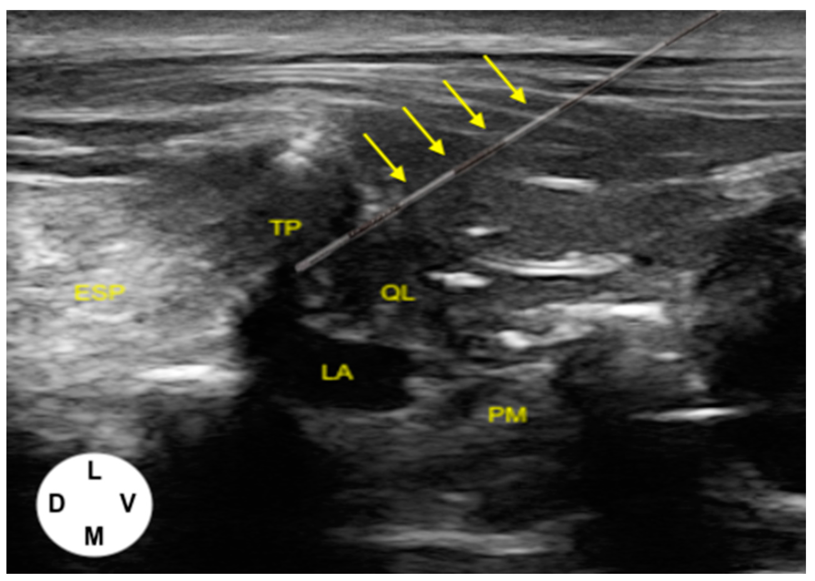 Vetsci 11 00472 g001