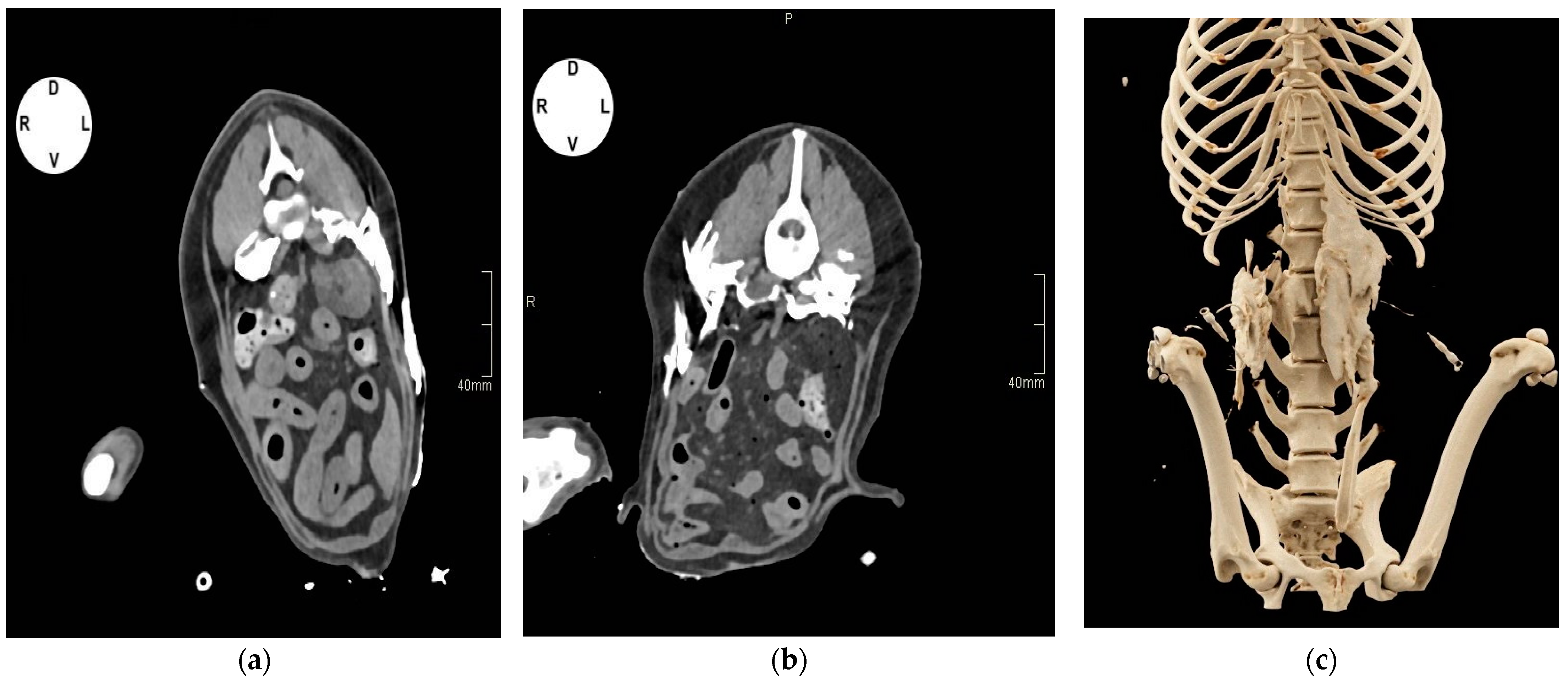 Vetsci 11 00472 g004