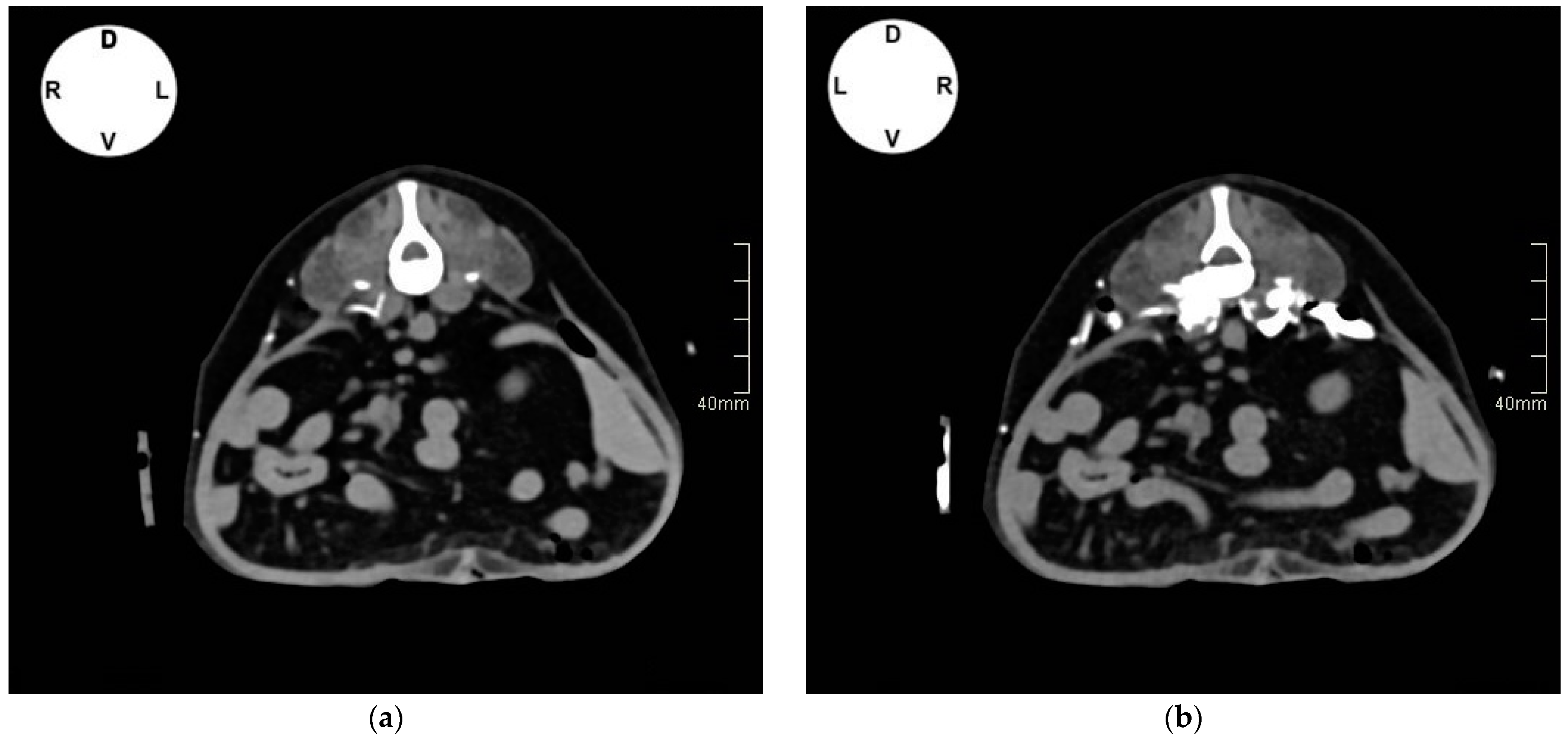 Vetsci 11 00472 g005