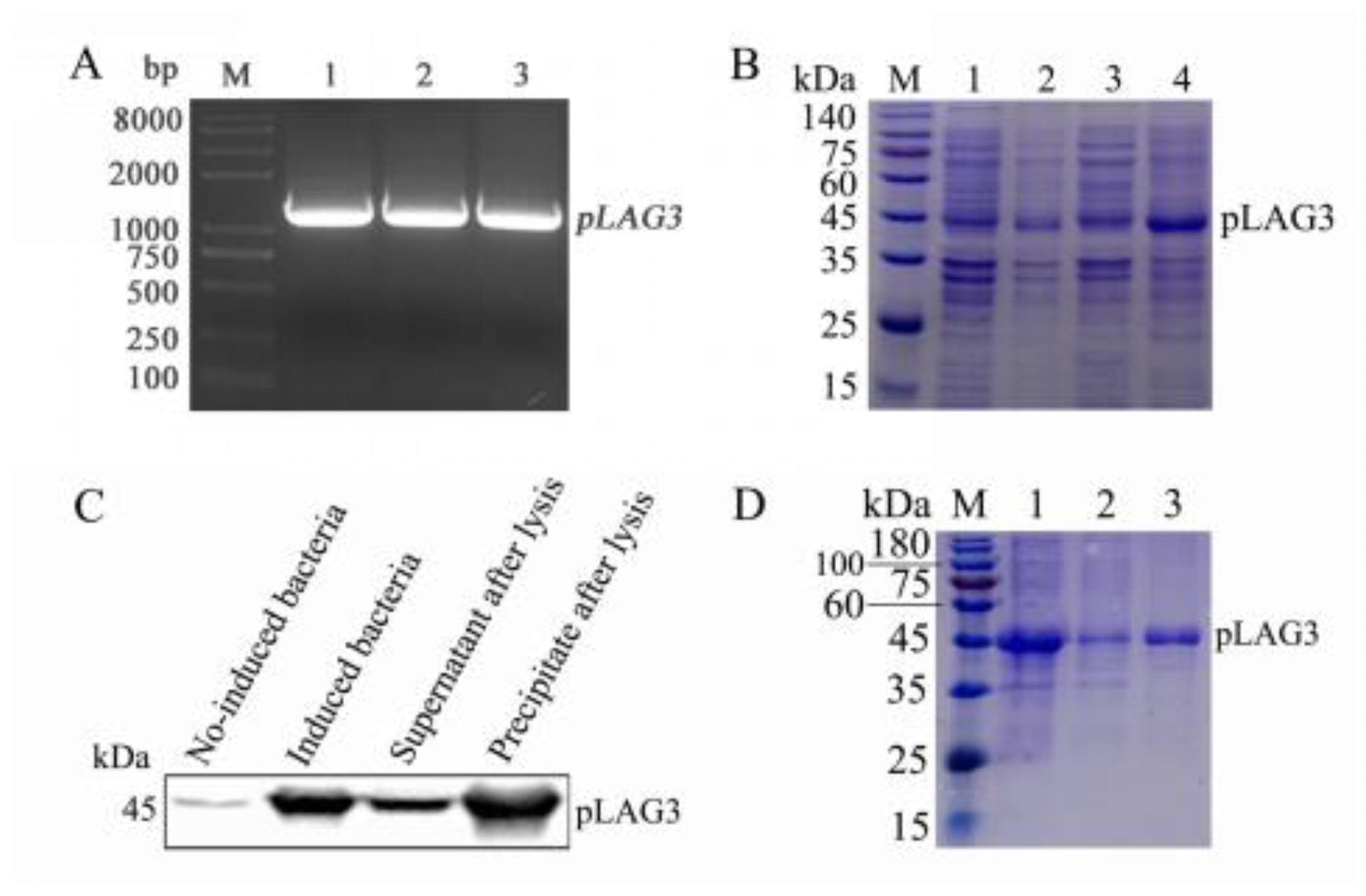 Monoclonal Antibody against Porcine LAG3 Inhibits Porcine