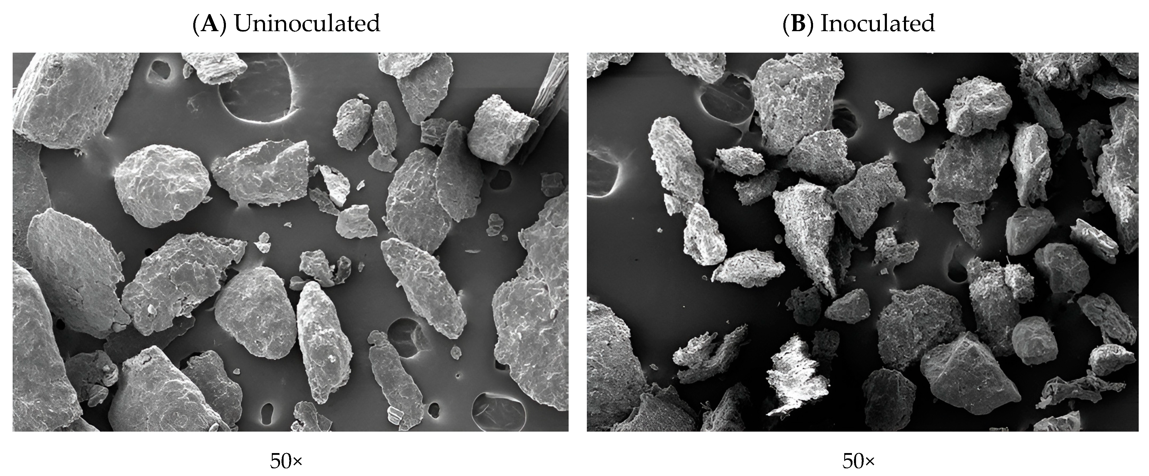 Vetsci 11 00484 g005