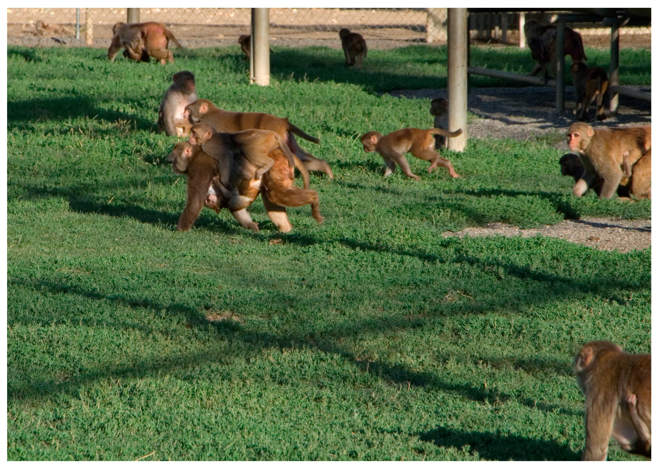 Vetsci 11 00486 g004 Vetsci 11 00486 g004